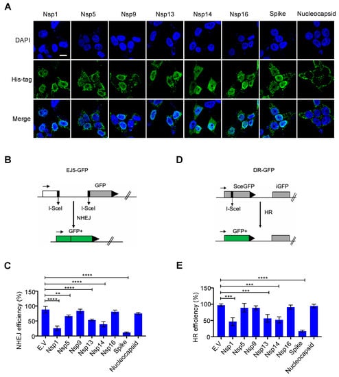 SARS–CoV–2 Spike Impairs DNA Damage Repair and Inhibits V(D)J Recombination In Vitro