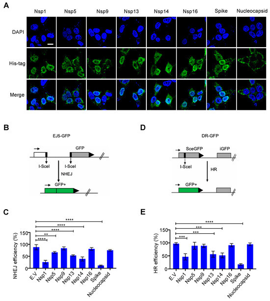 SARS–CoV–2 Spike Impairs DNA Damage Repair and Inhibits V(D)J Recombination In Vitro