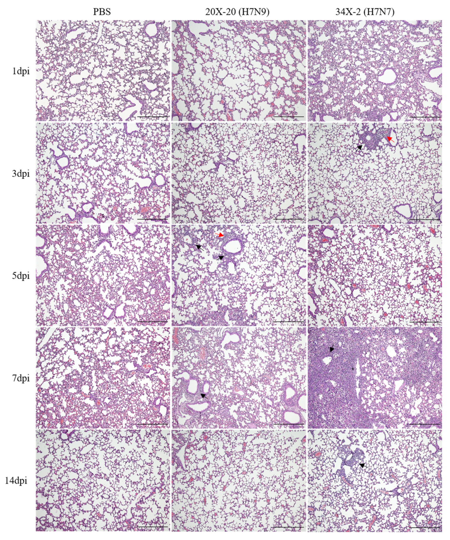 Viruses 13 02057 g004 550