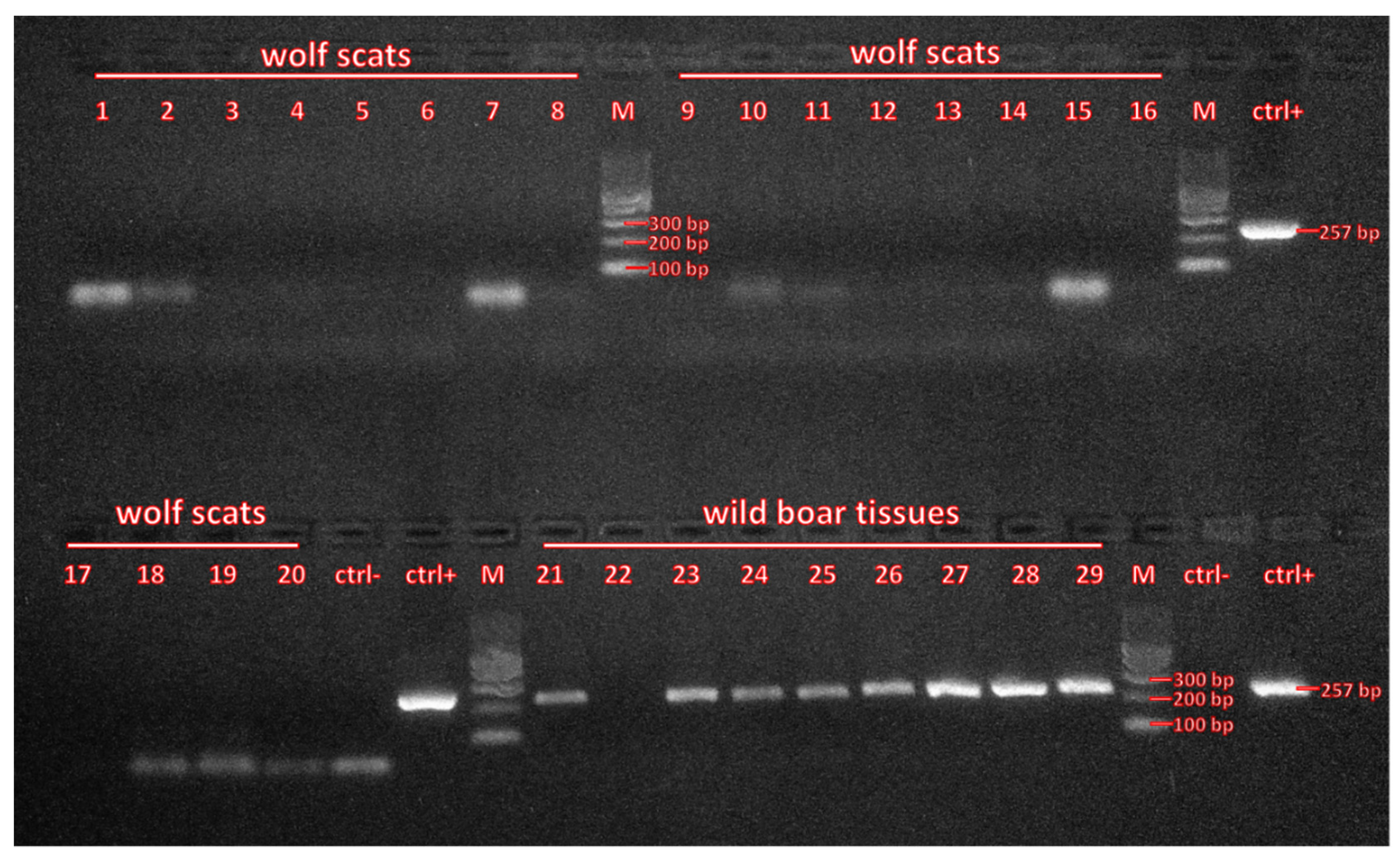 Viruses 13 02062 g002 550