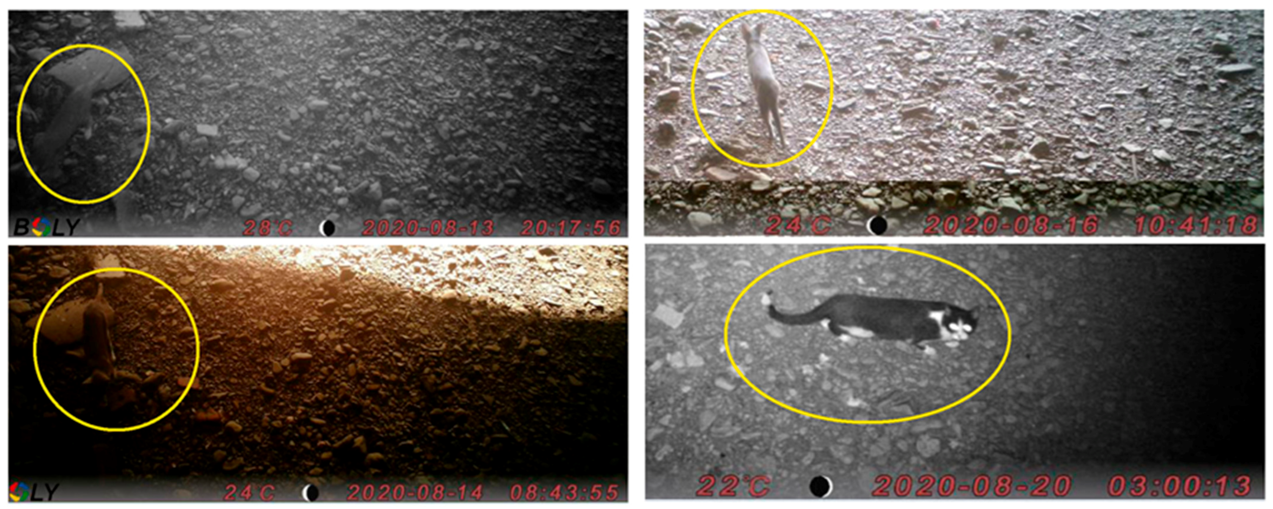 Viruses 13 02064 g004