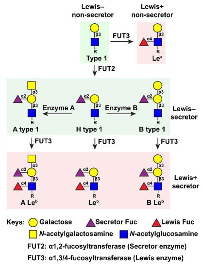 Glycan Recognition In Human Norovirus, Pothier 24 Table Lamp