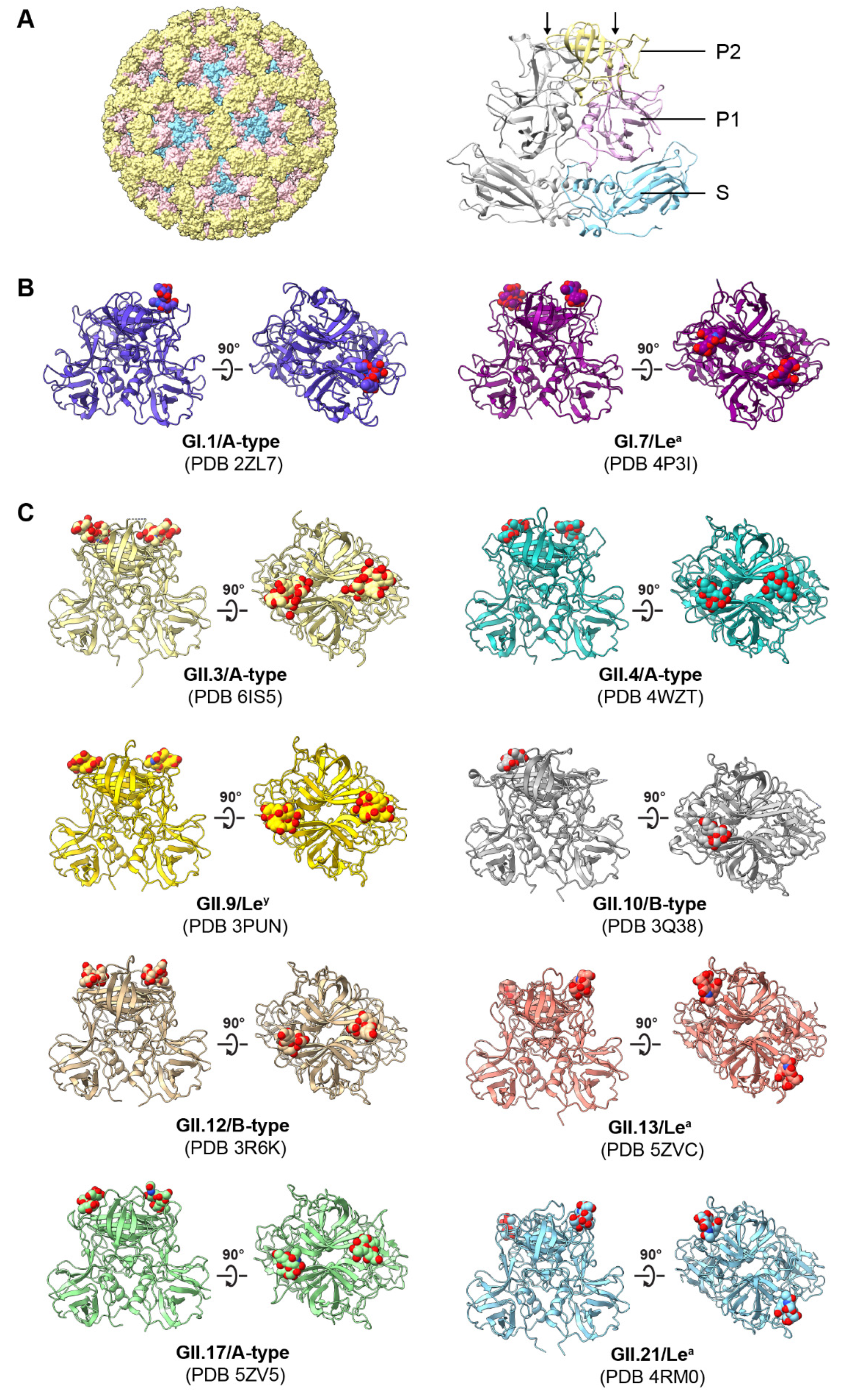 Viruses 13 02066 g002