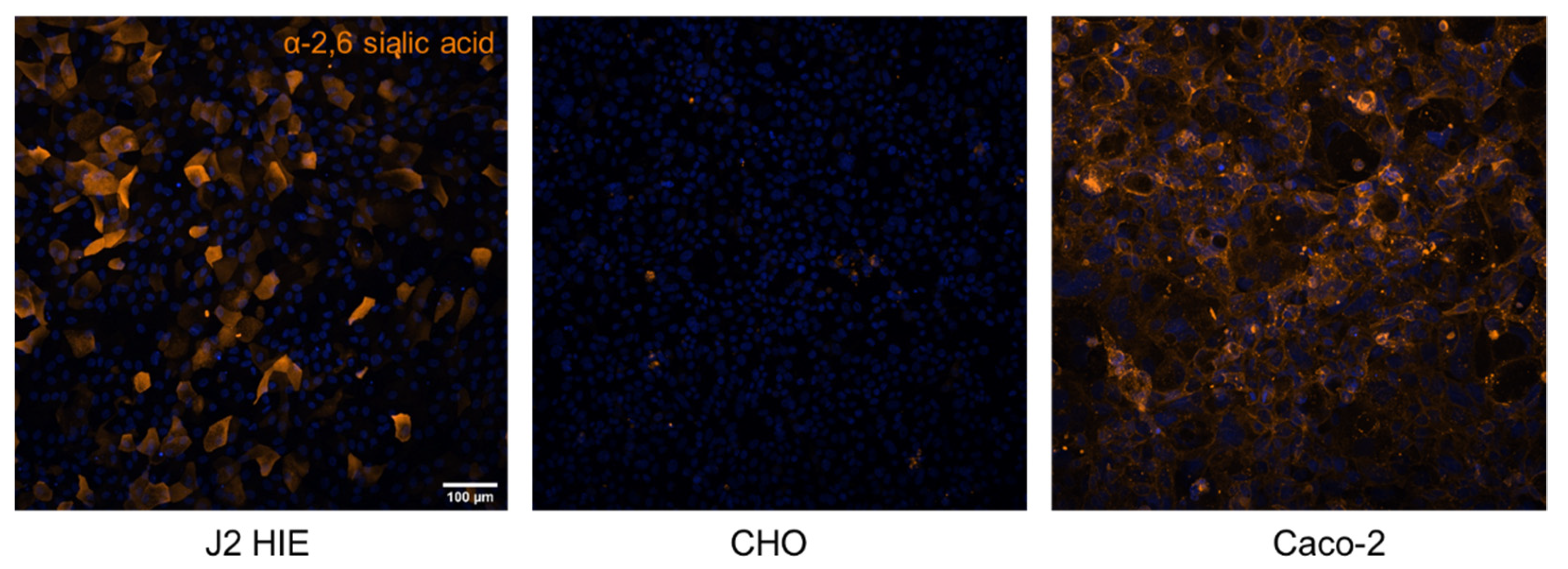 Viruses 13 02066 g005