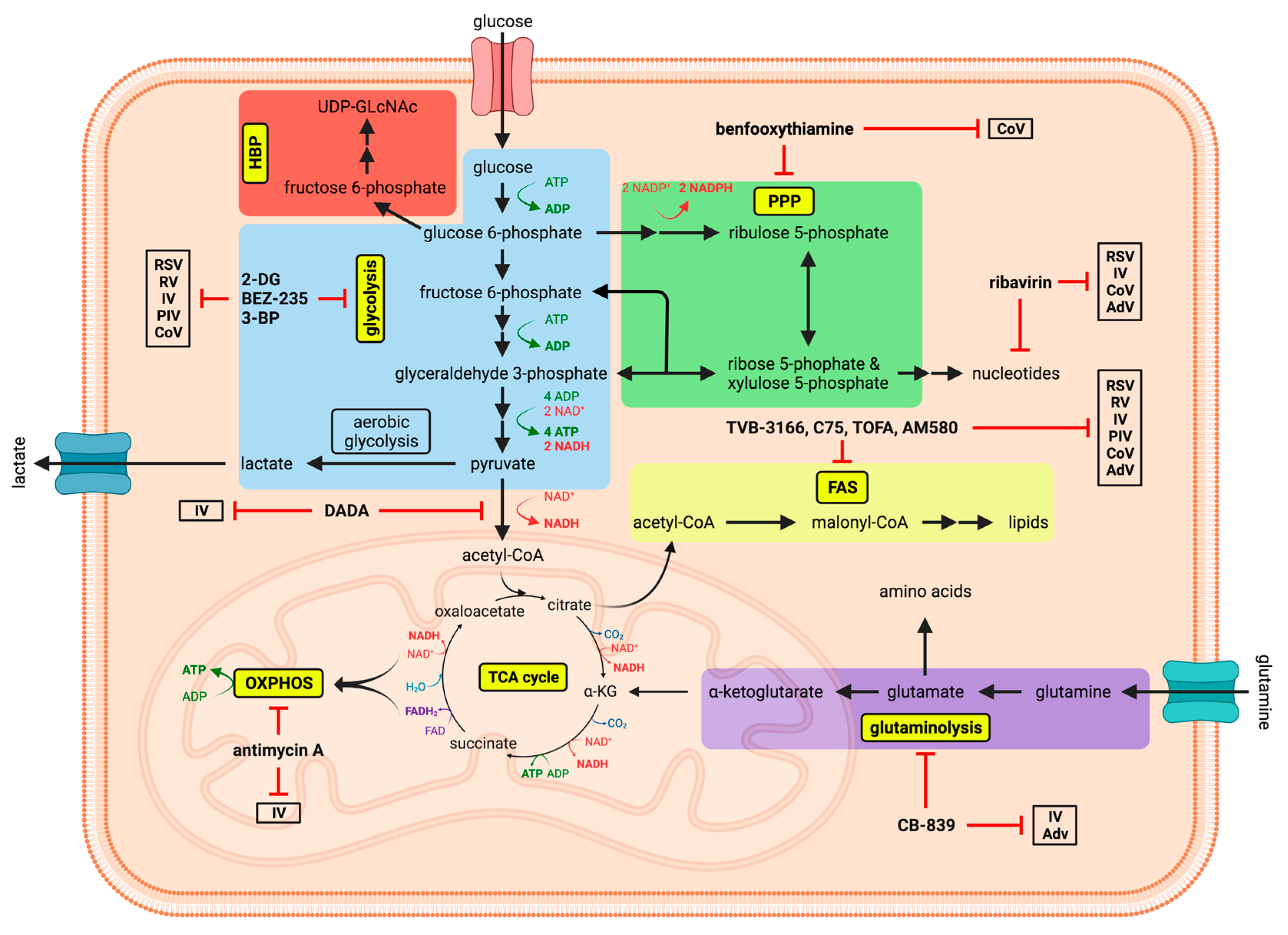 Viruses 13 02068 g001 Viruses 13 02068 g001