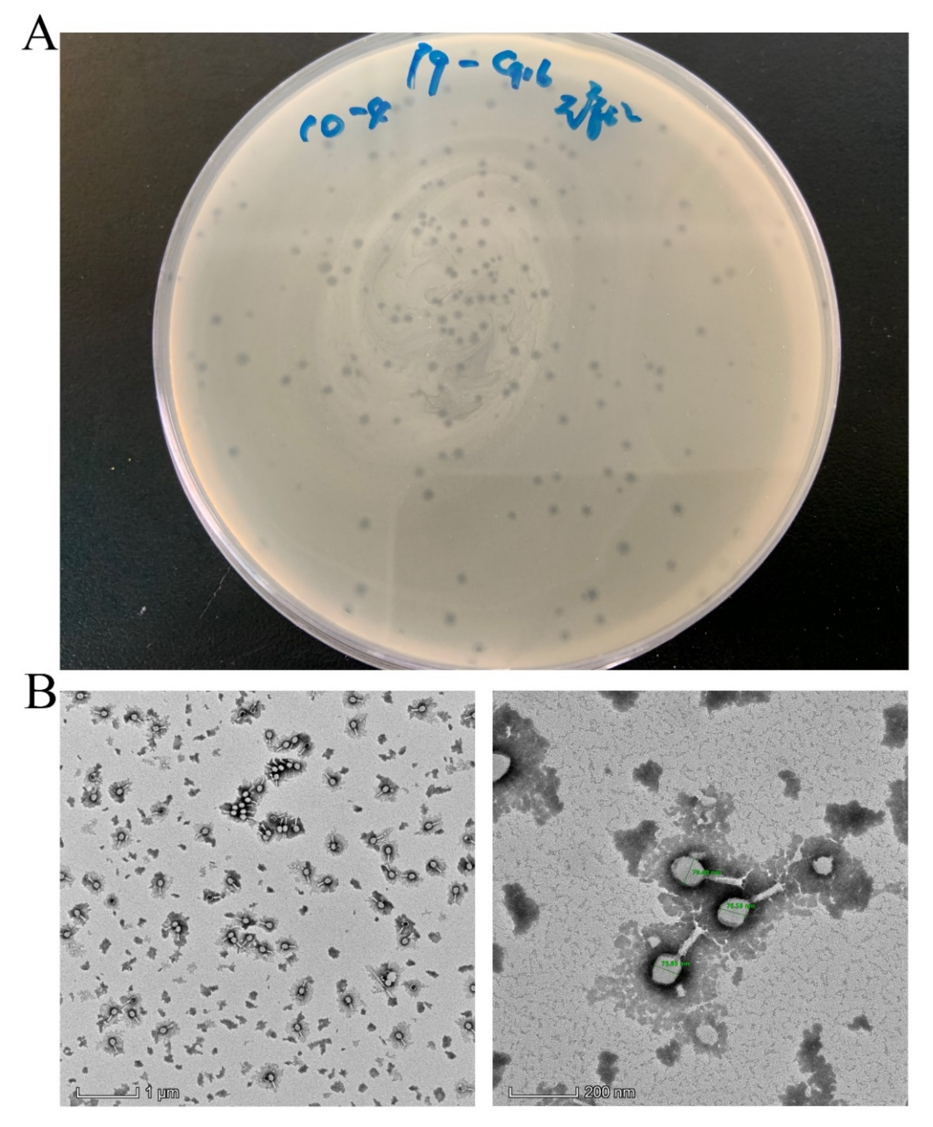 Viruses 13 02070 g002