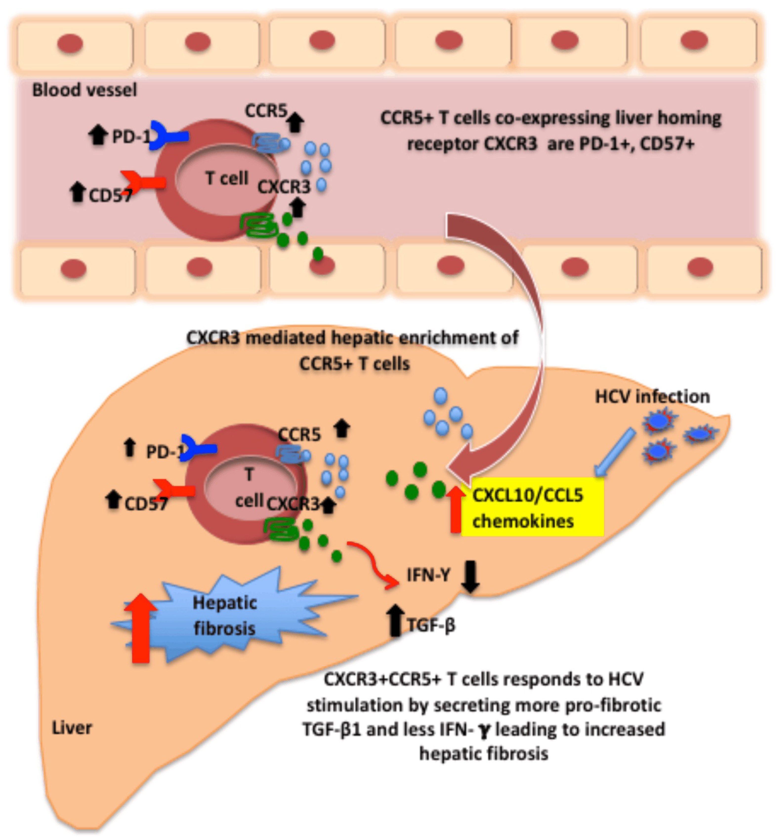 Viruses 13 02074 g005