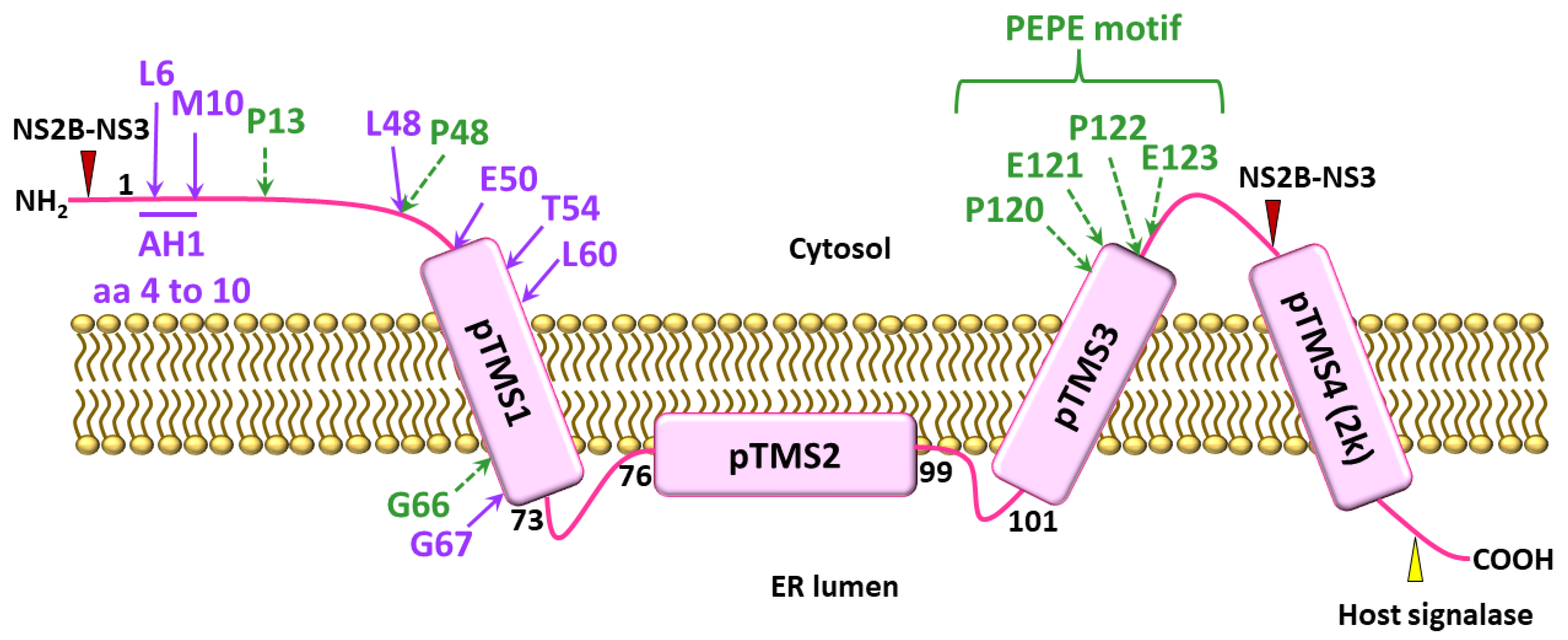Viruses 13 02077 g001 Viruses 13 02077 g001