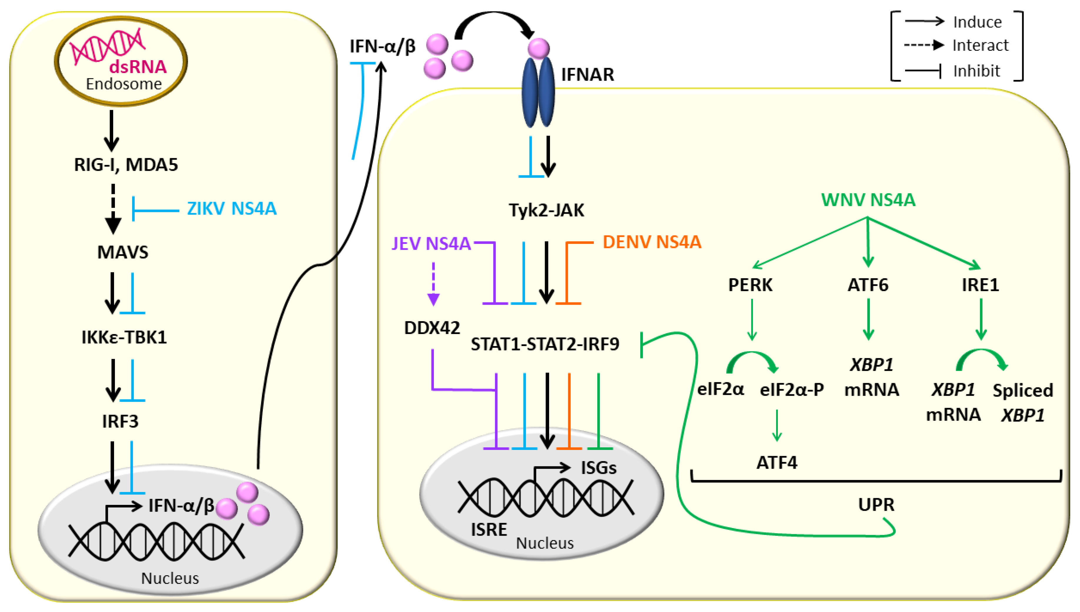 Viruses 13 02077 g003 Viruses 13 02077 g003