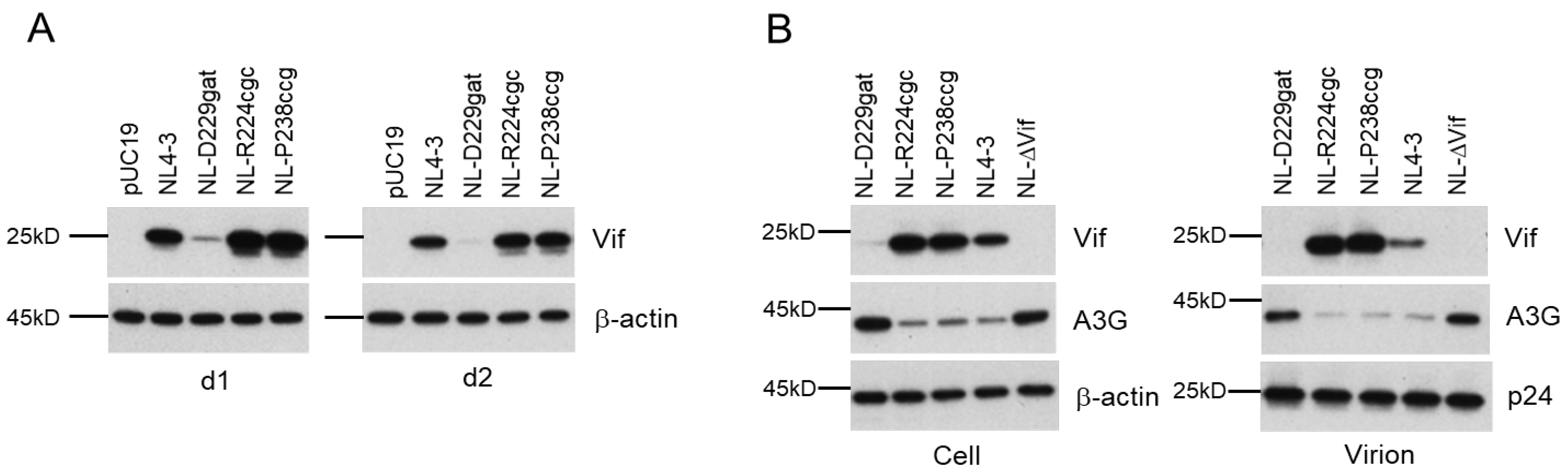 Viruses 13 02079 g002 Viruses 13 02079 g002