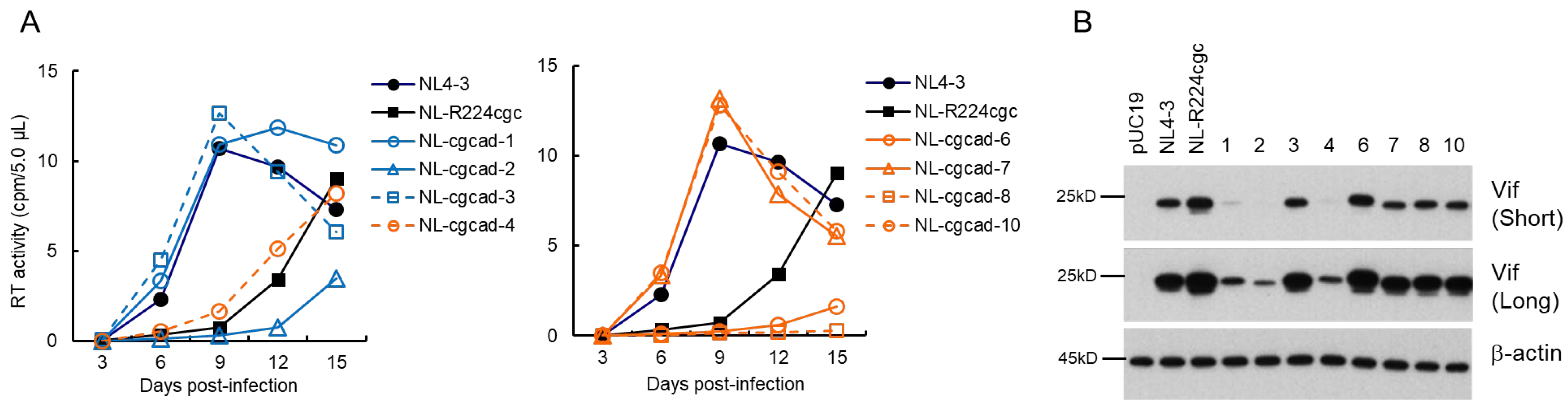 Viruses 13 02079 g004 Viruses 13 02079 g004