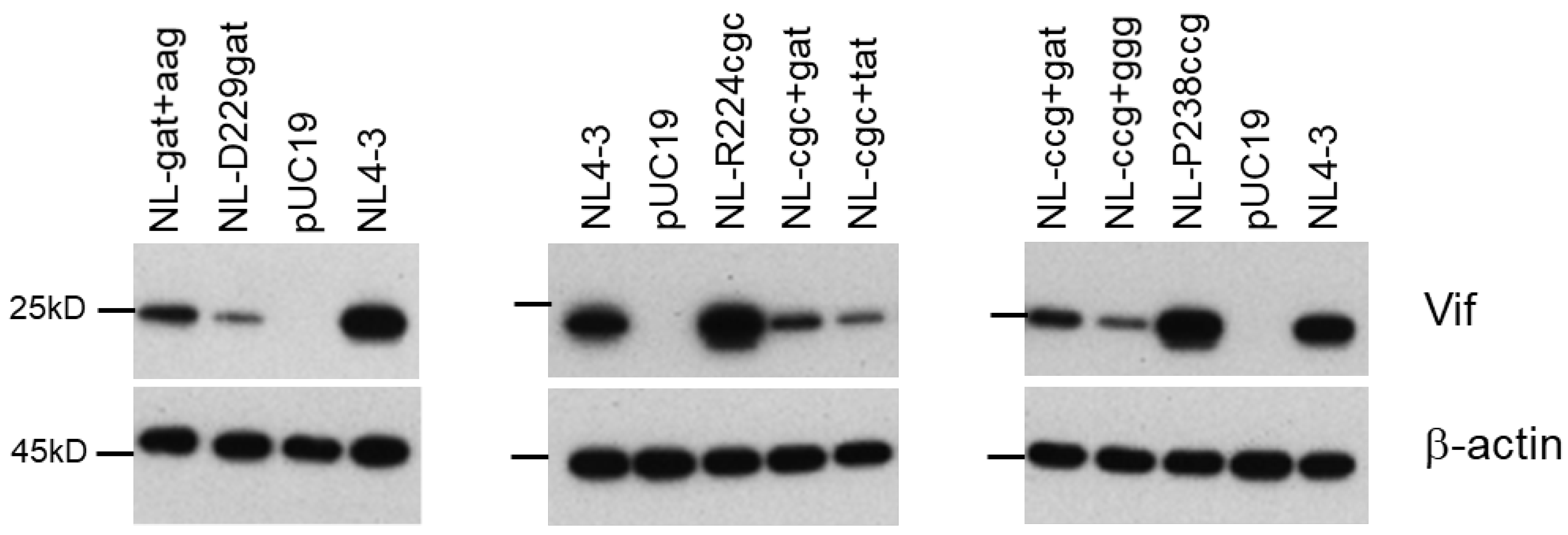 Viruses 13 02079 g006 Viruses 13 02079 g006