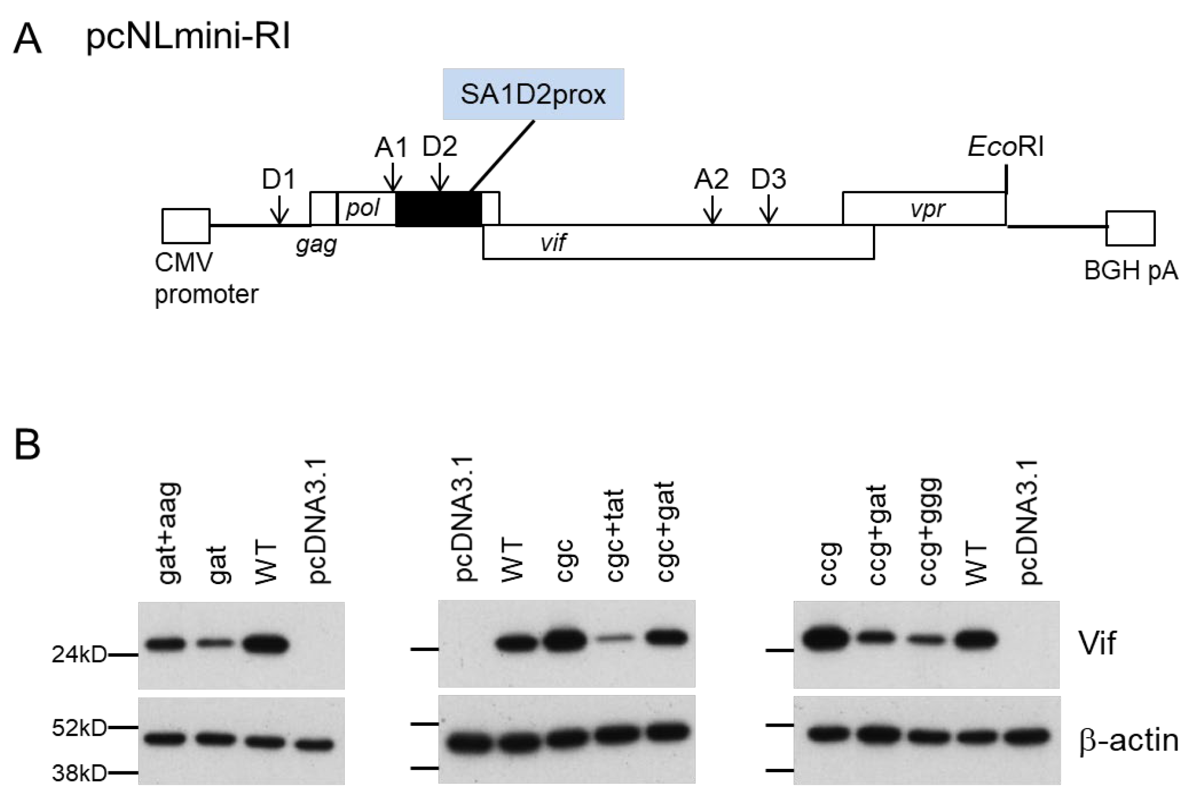 Viruses 13 02079 g007 Viruses 13 02079 g007