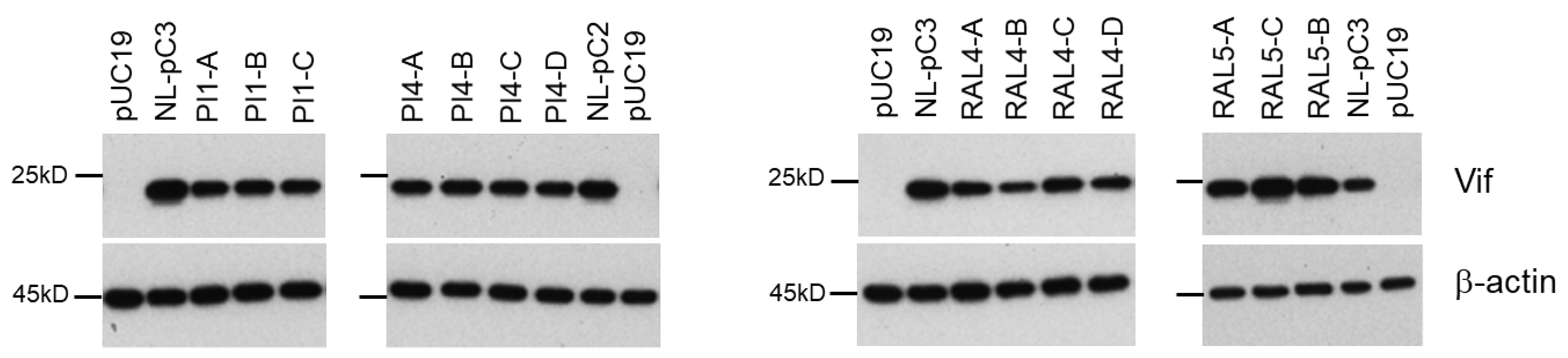 Viruses 13 02079 g010 Viruses 13 02079 g010