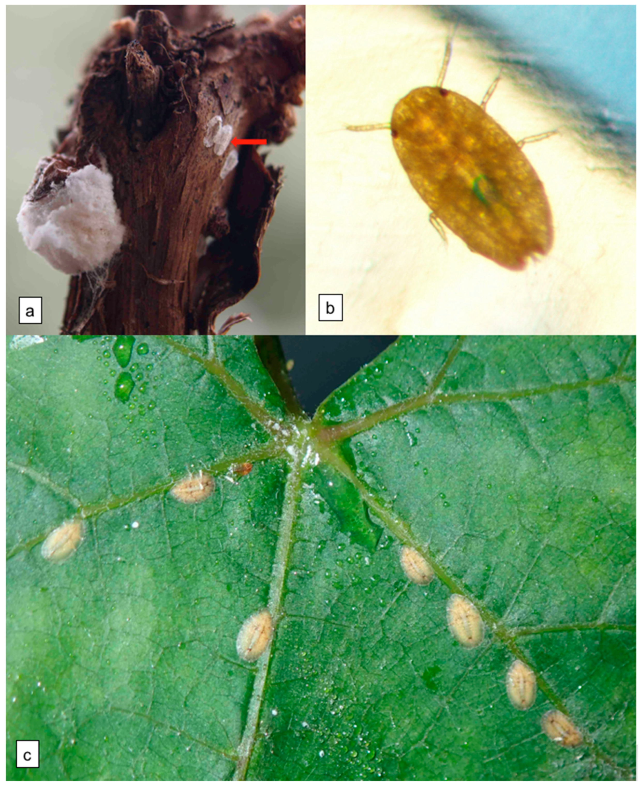 Viruses 13 02081 g001 550