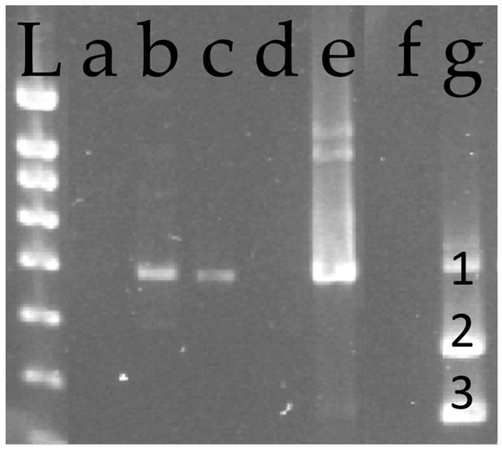 Viruses 13 02081 g002 550