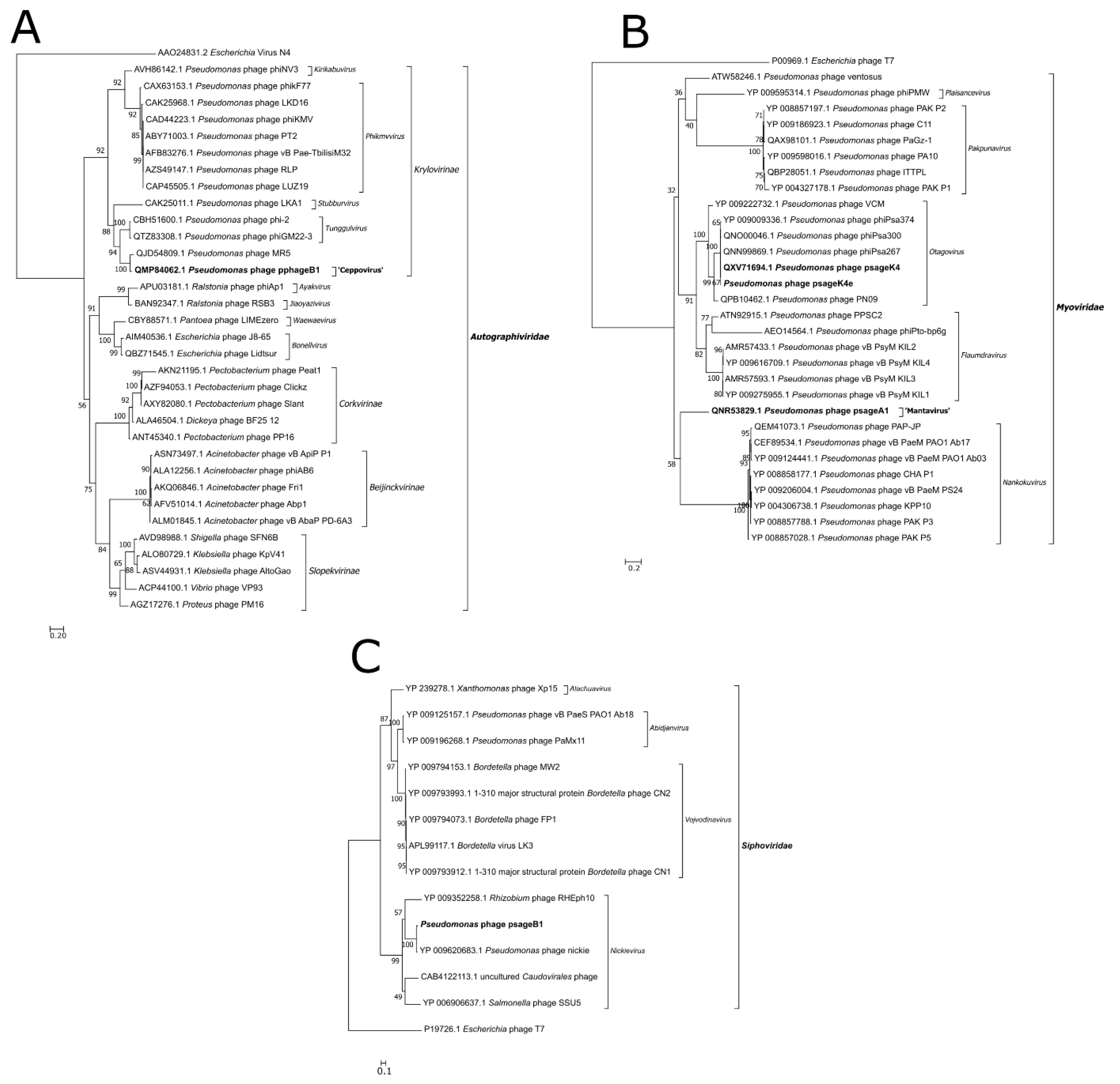 Viruses 13 02083 g004