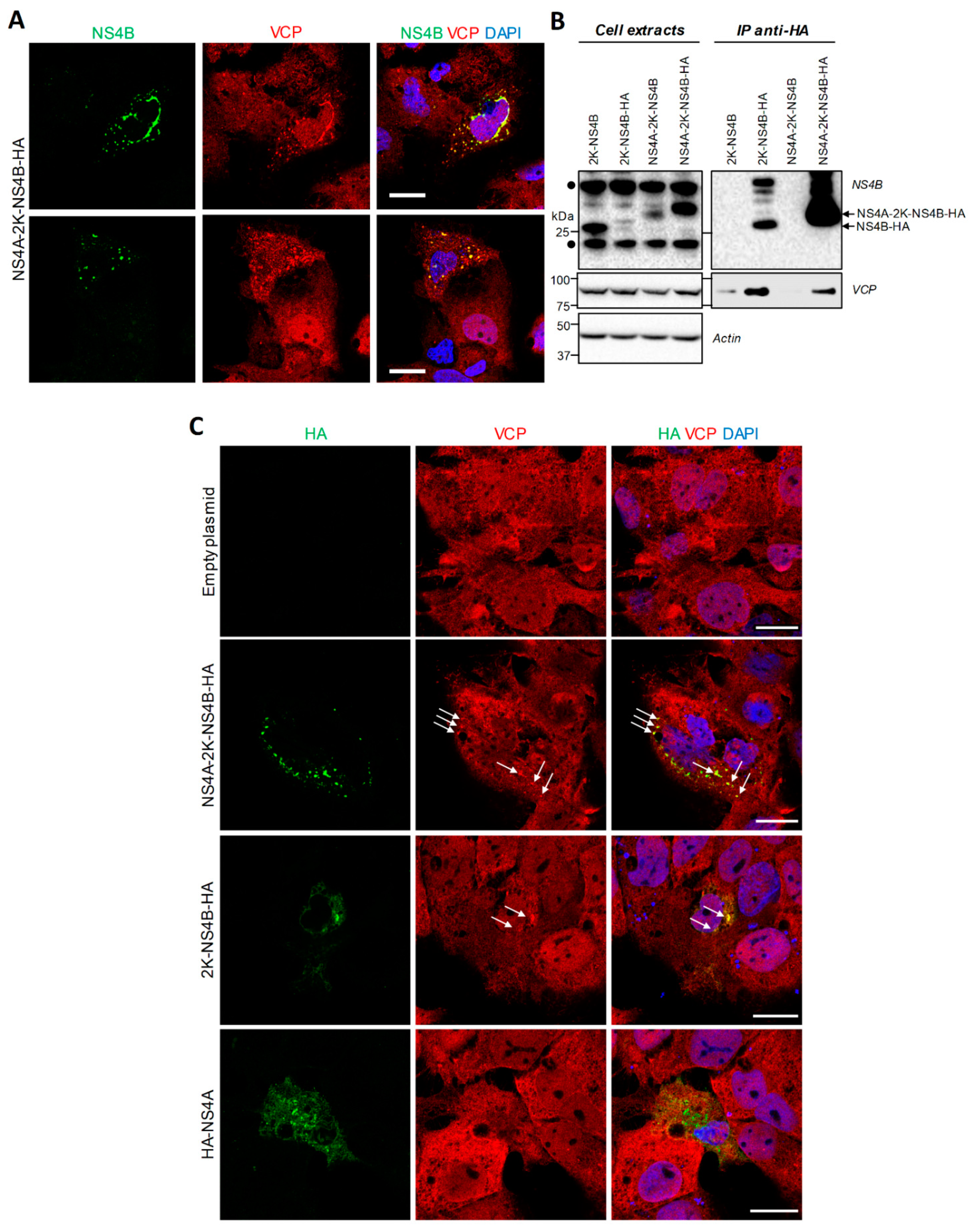 Viruses 13 02092 g003