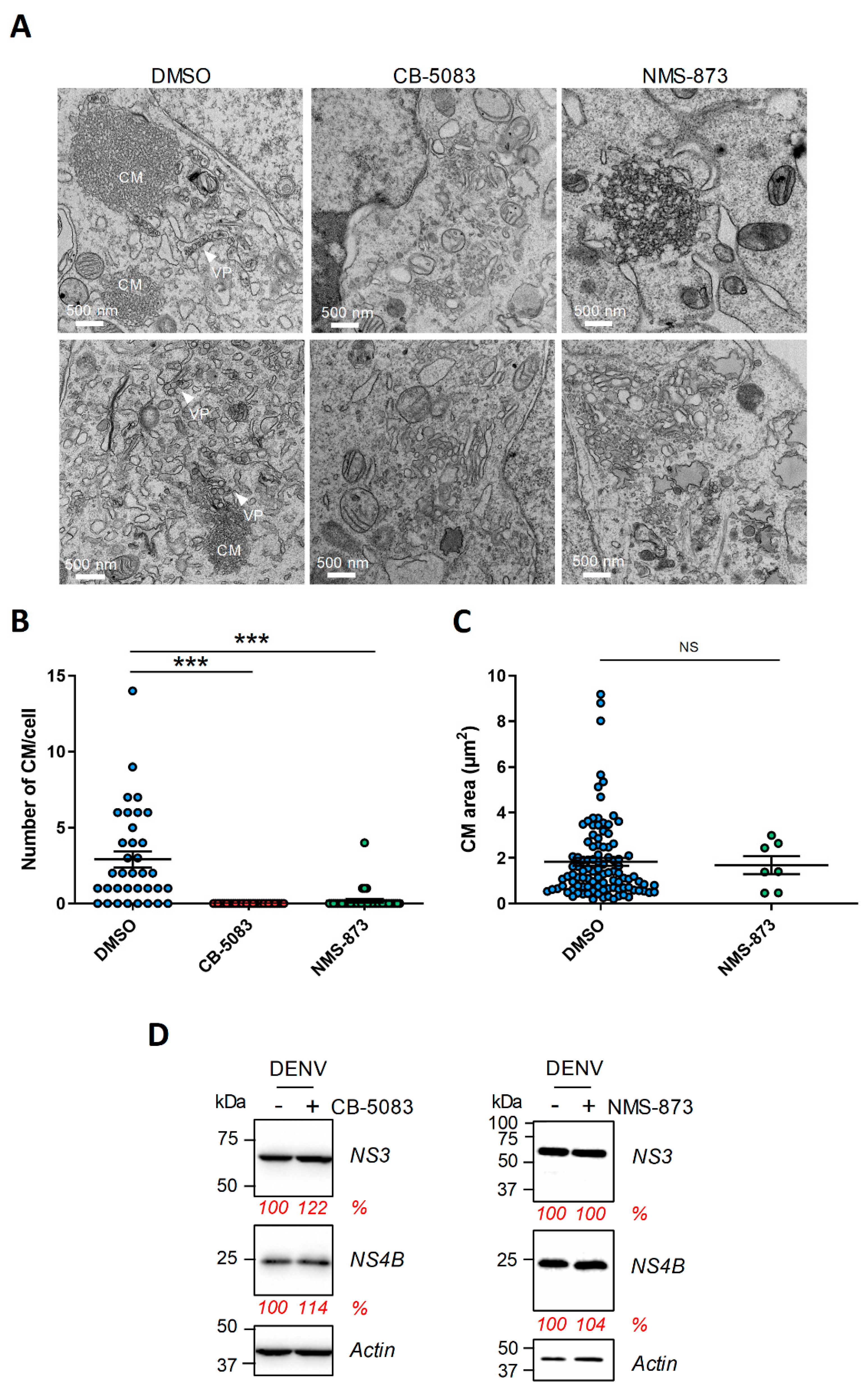 Viruses 13 02092 g004