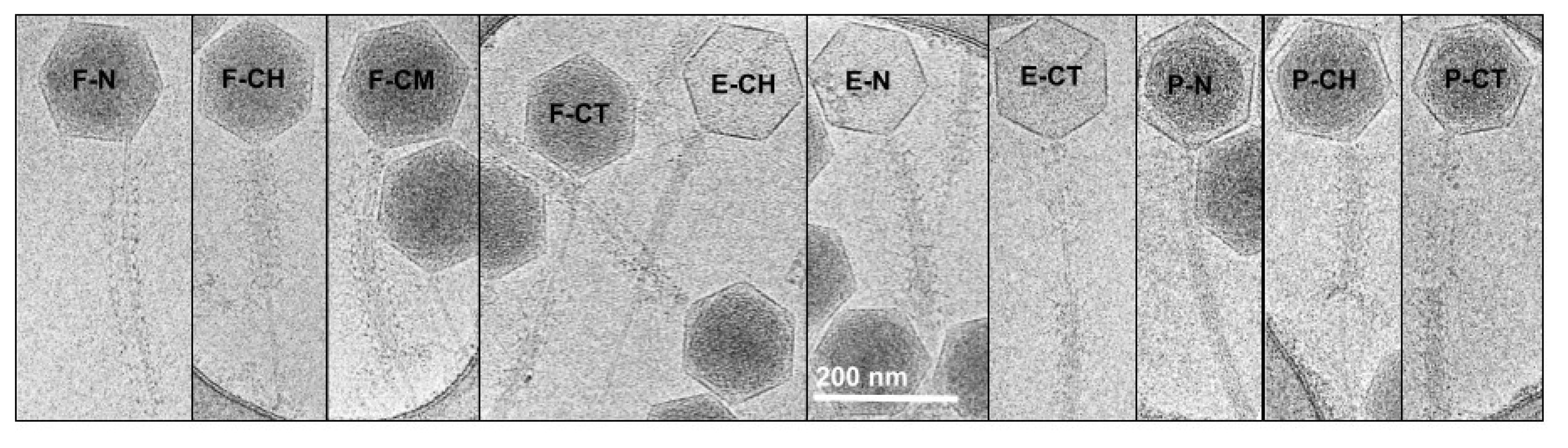 Viruses 13 02094 g002