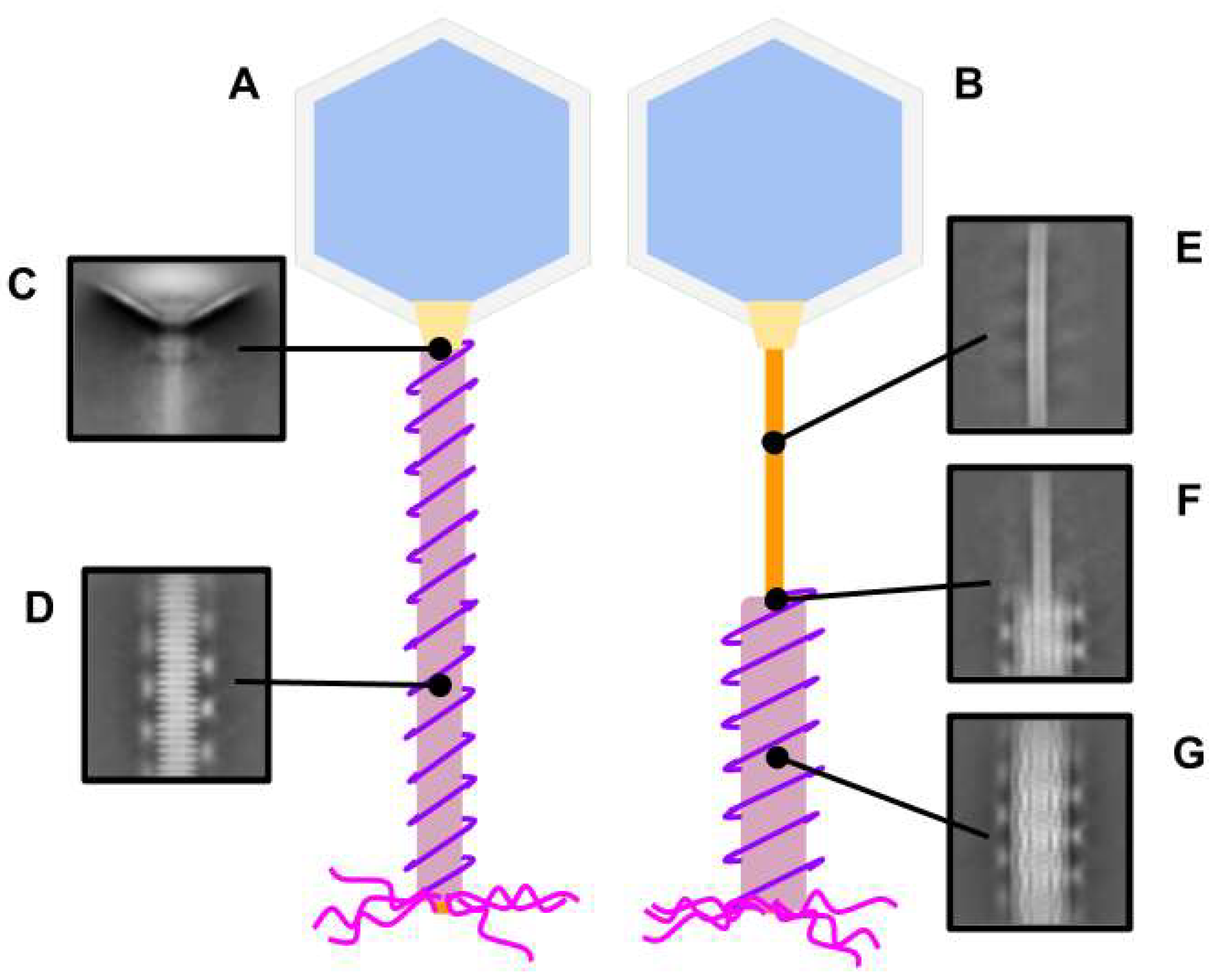 Viruses 13 02094 g003