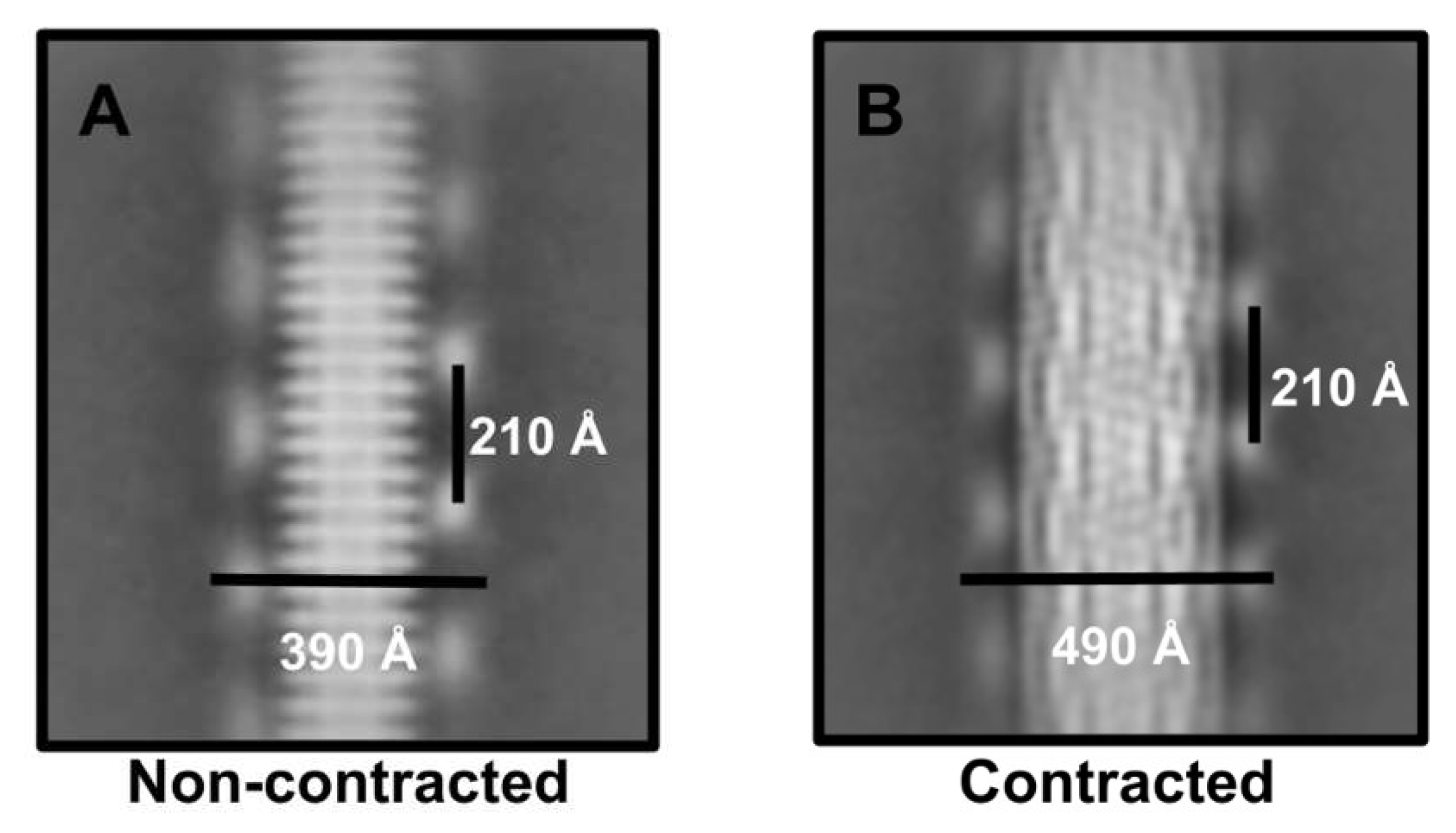 Viruses 13 02094 g004