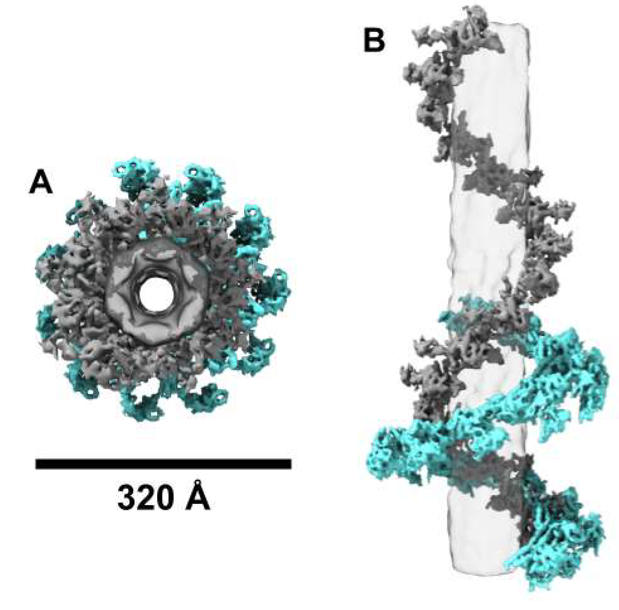 Viruses 13 02094 g005