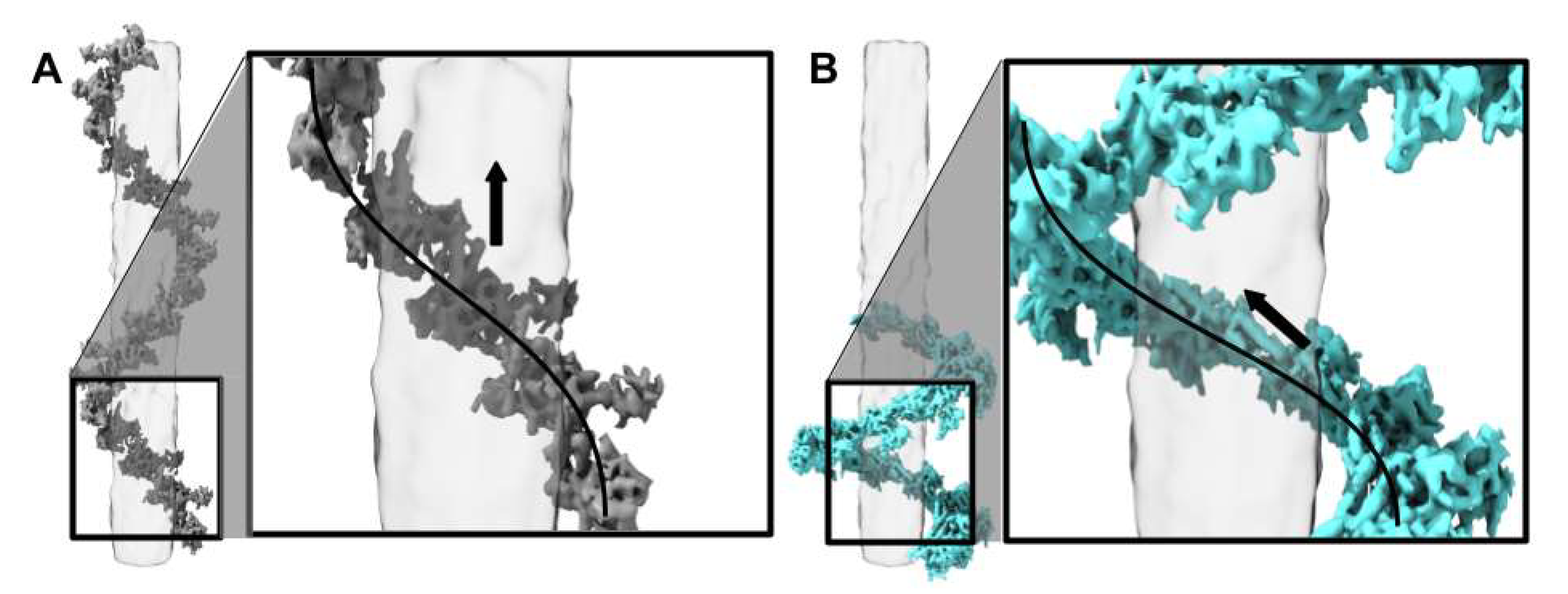 Viruses 13 02094 g006