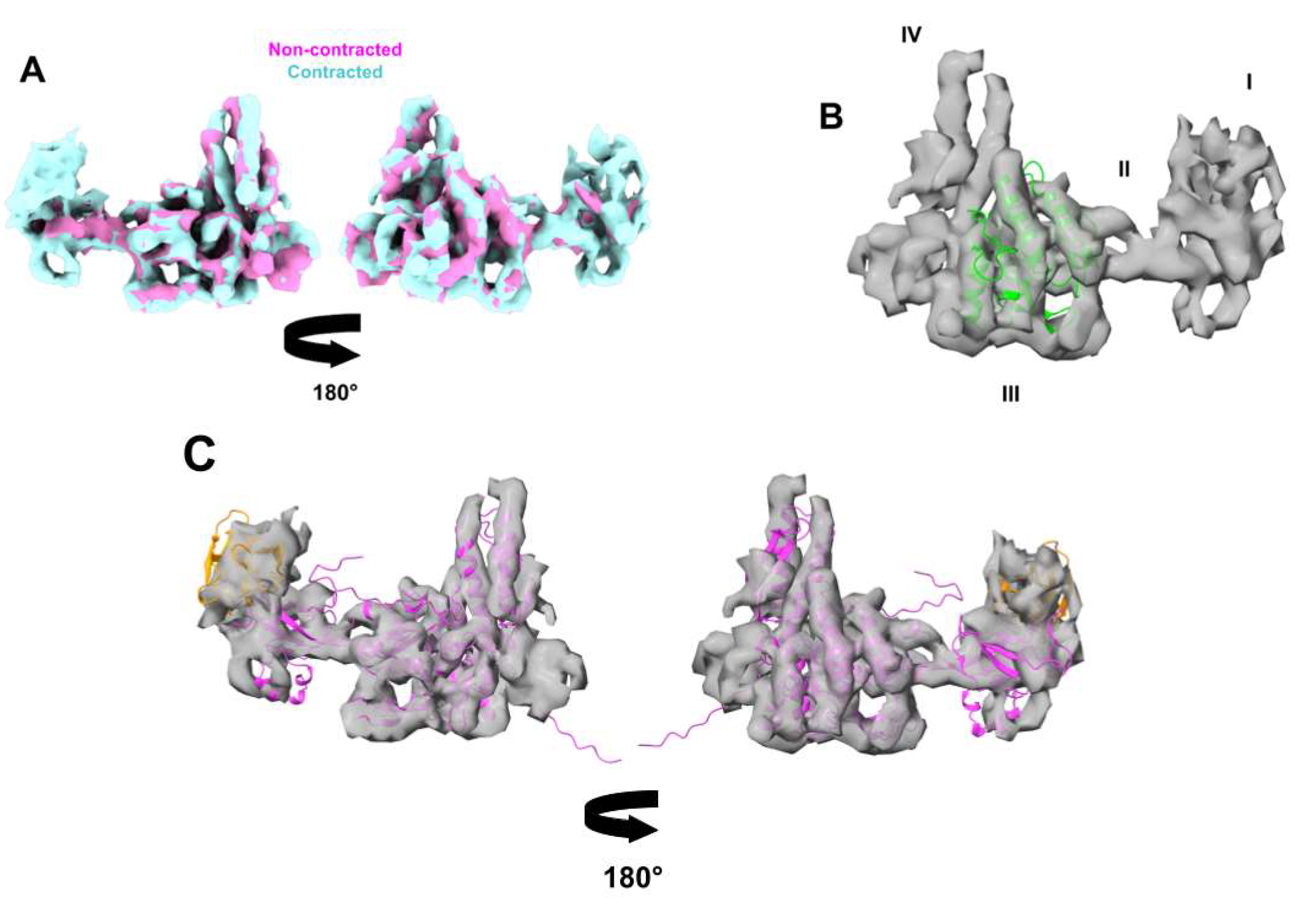 Viruses 13 02094 g007
