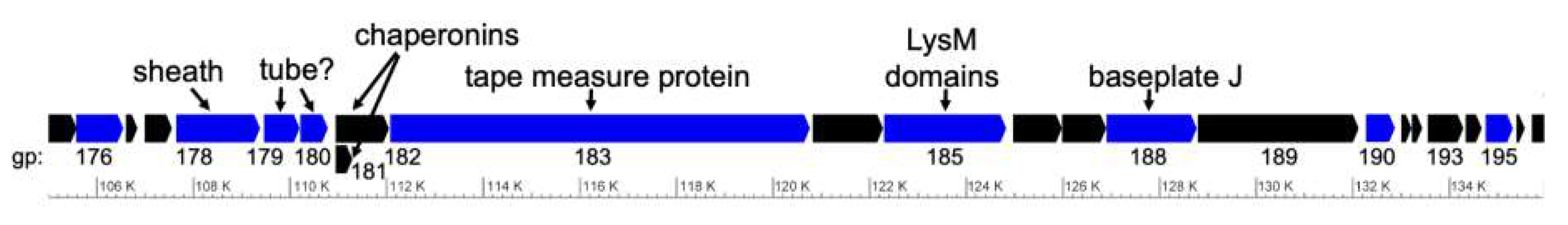 Viruses 13 02094 g010