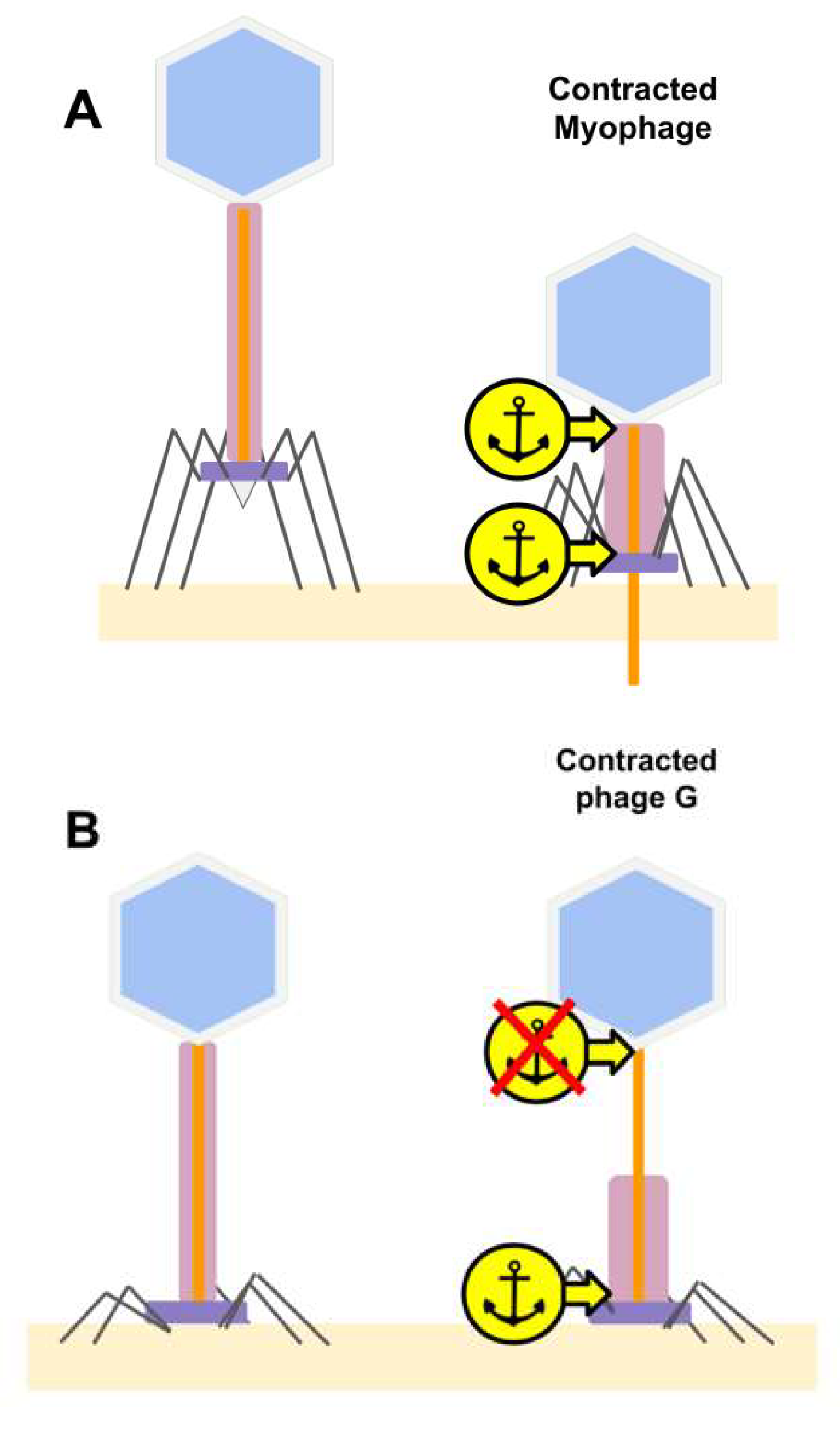 Viruses 13 02094 g011