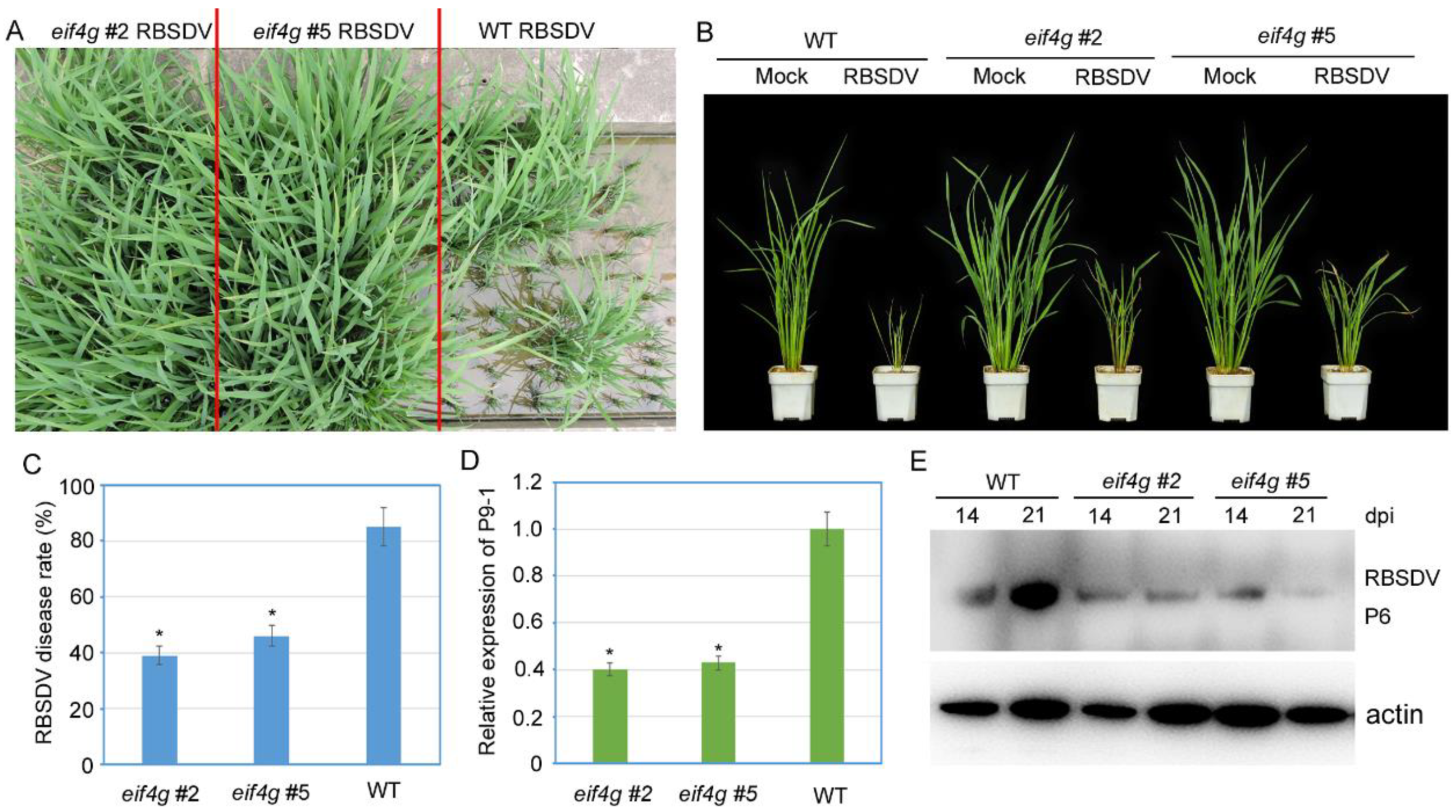 Viruses 13 02100 g003
