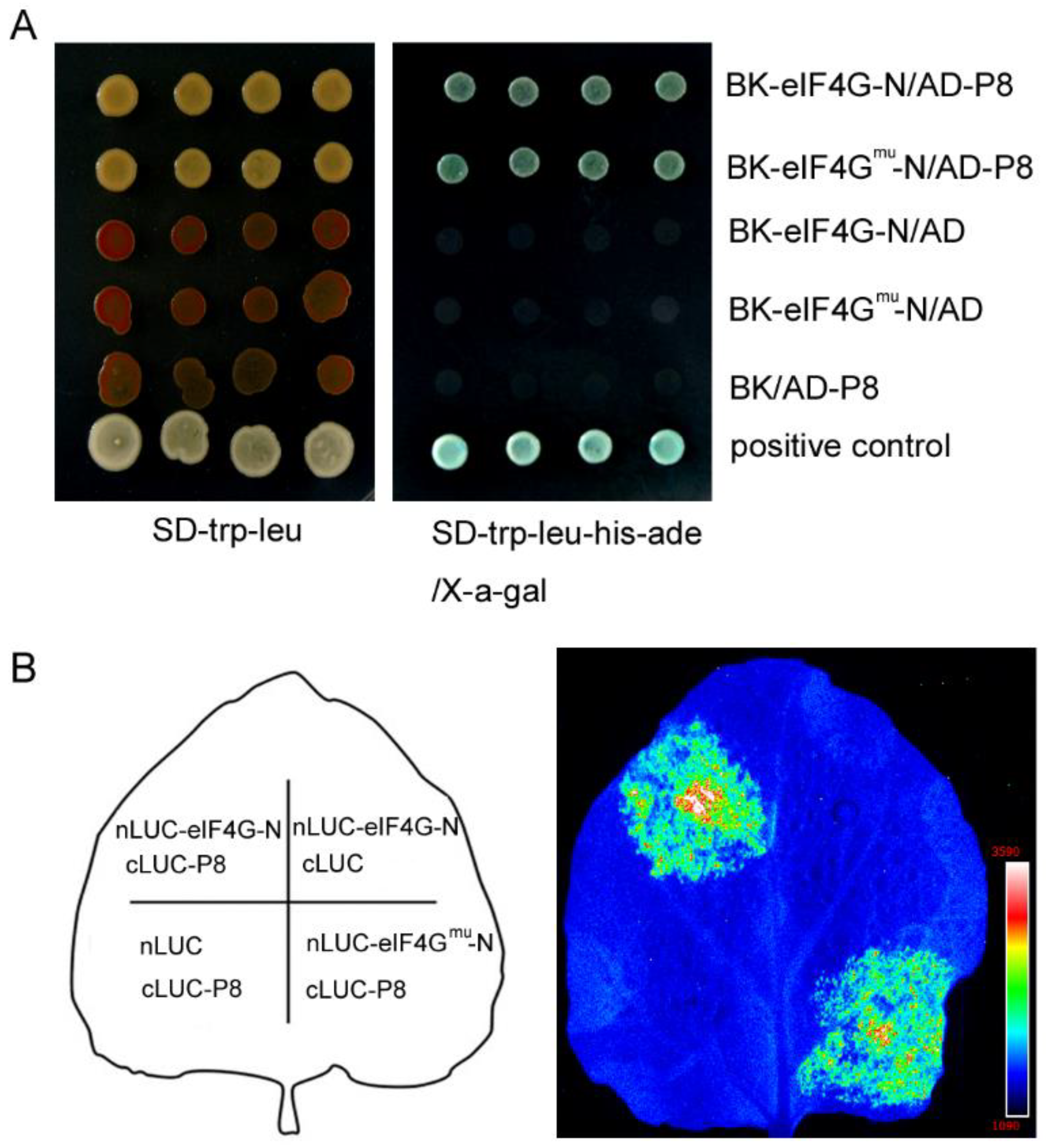 Viruses 13 02100 g005