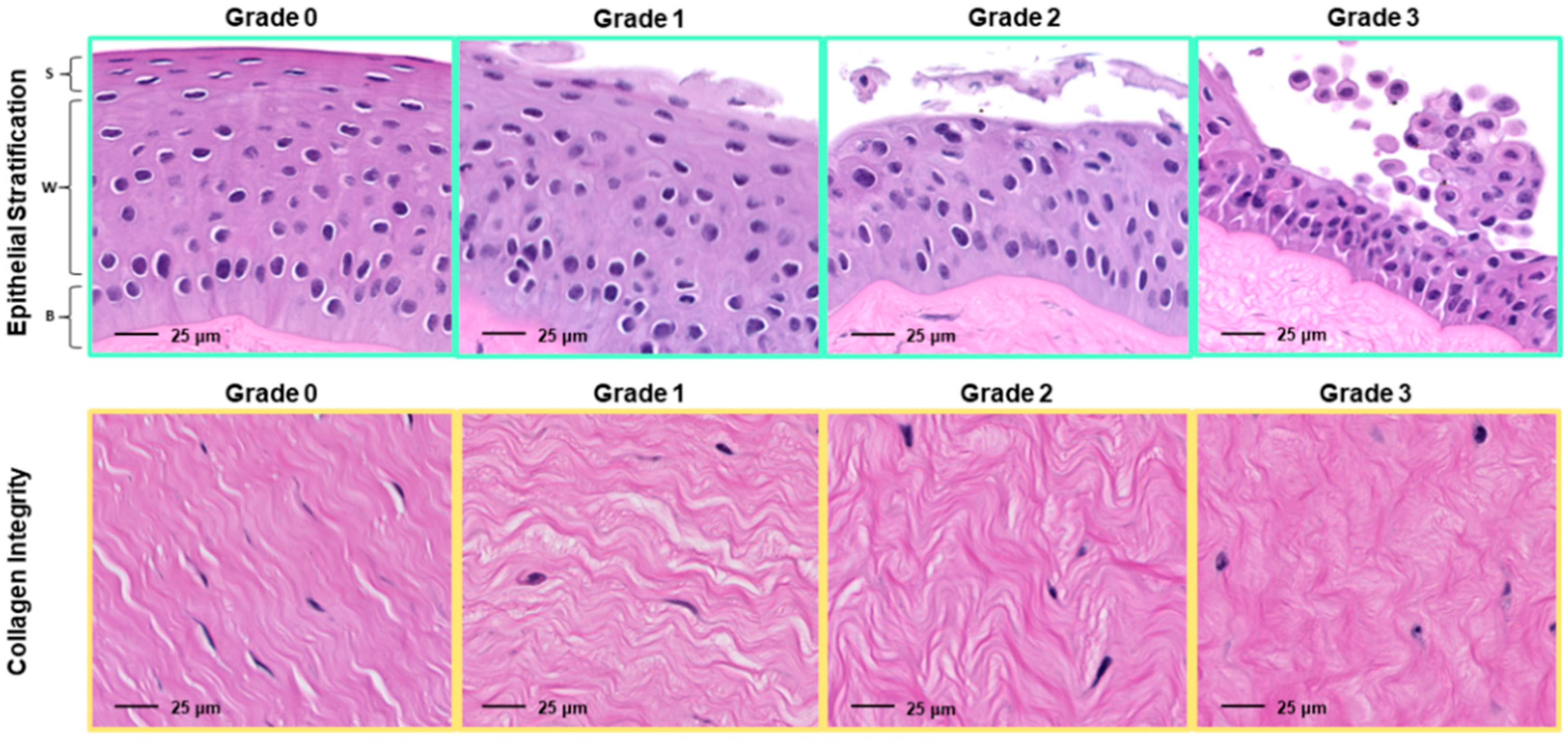 Viruses 13 02102 g002