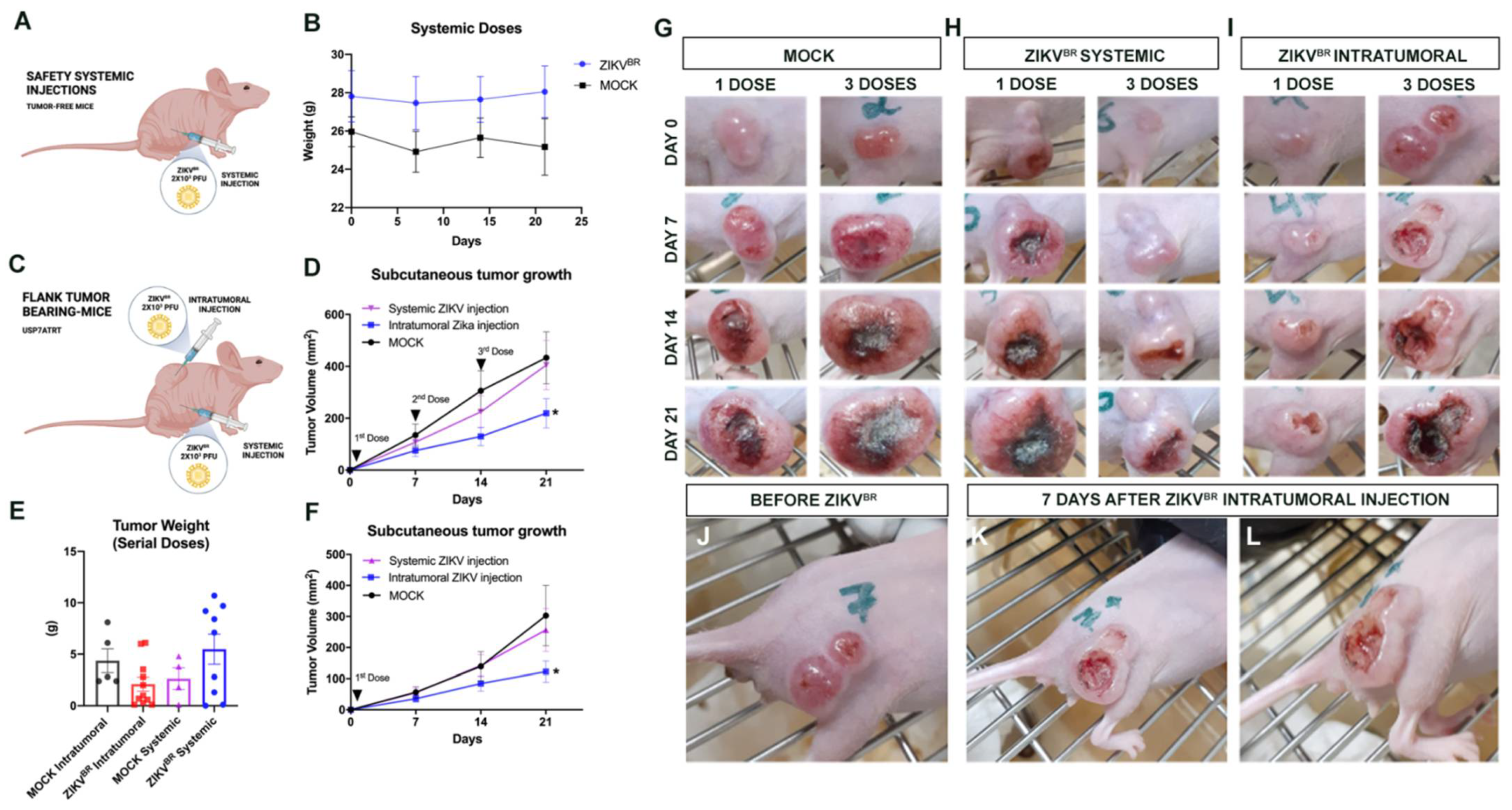 Viruses 13 02103 g001