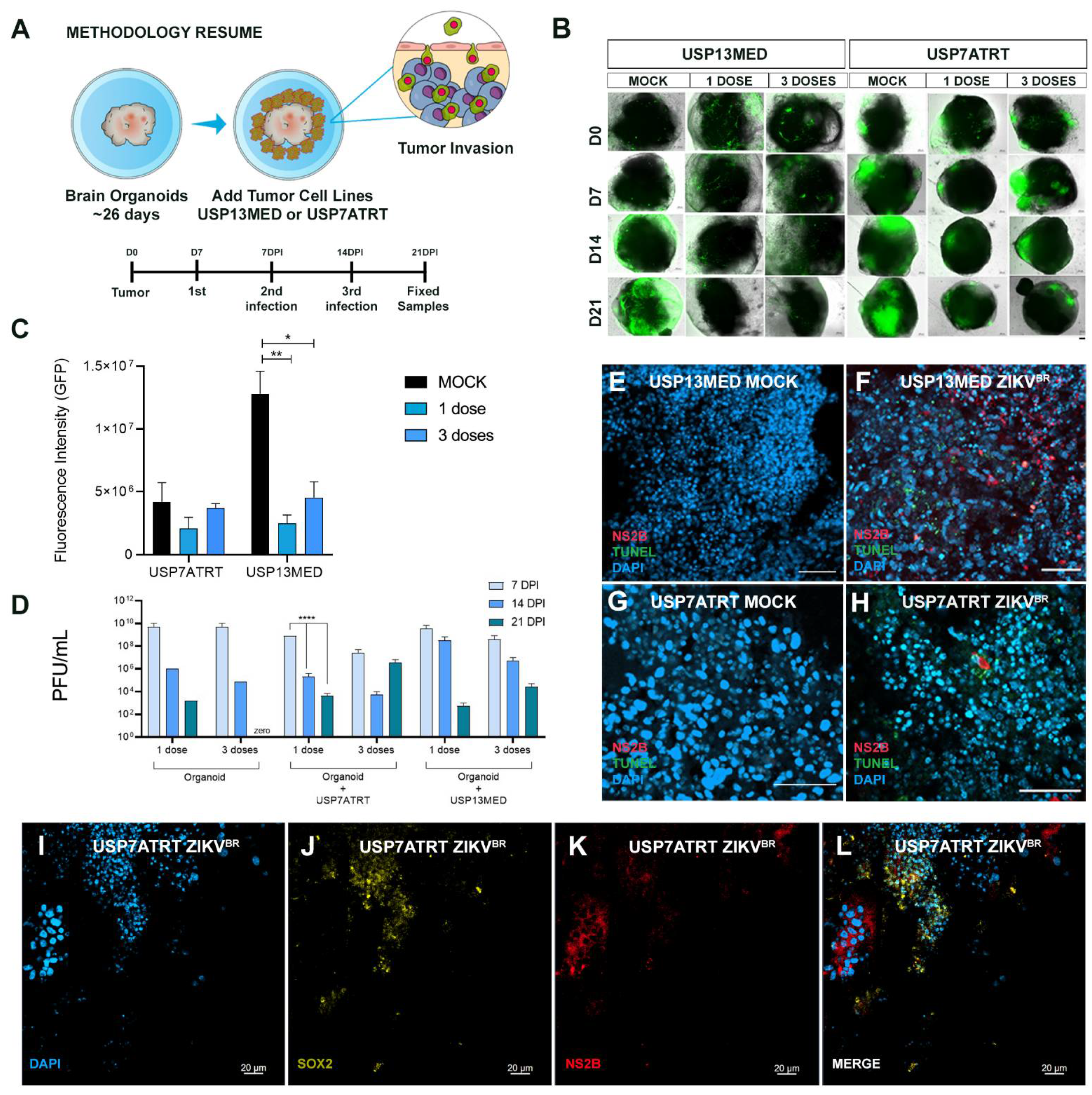 Viruses 13 02103 g004