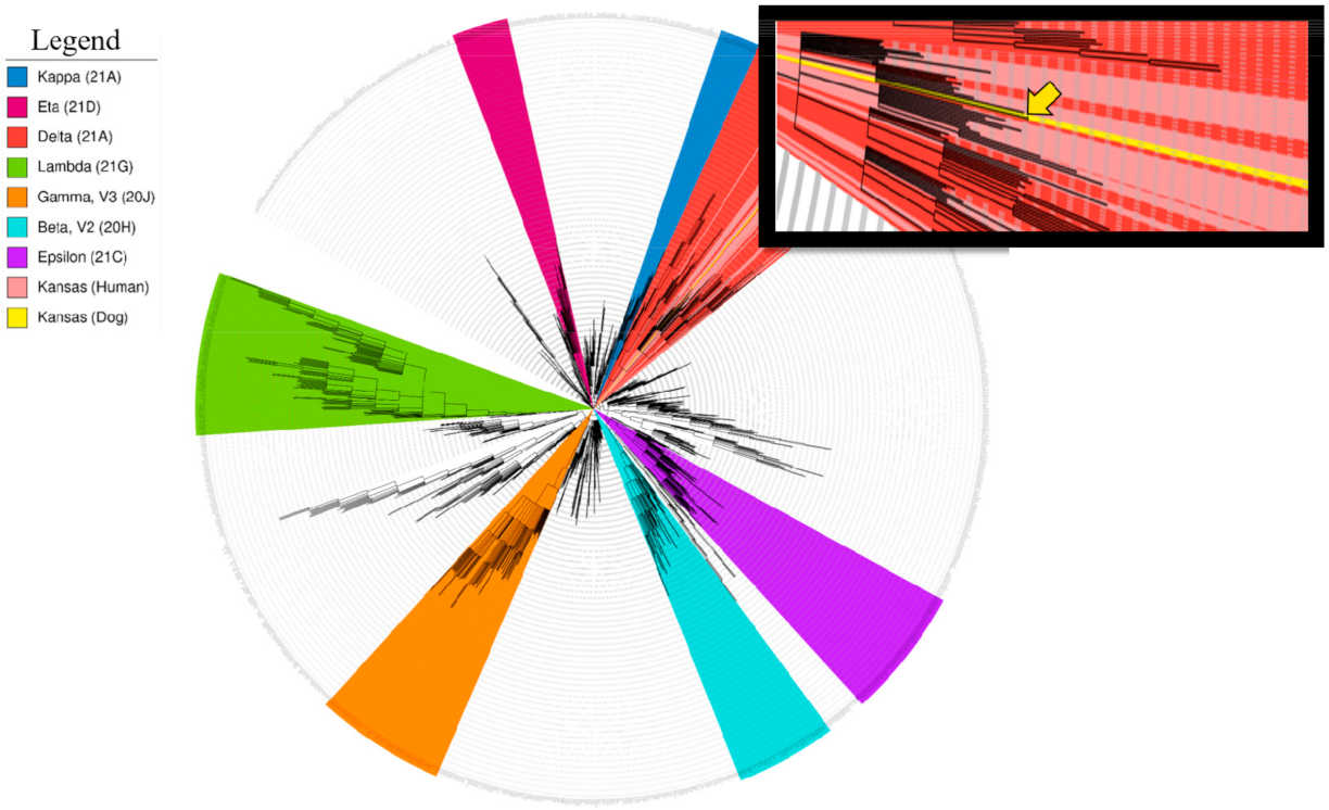 Viruses 13 02104 g002 550