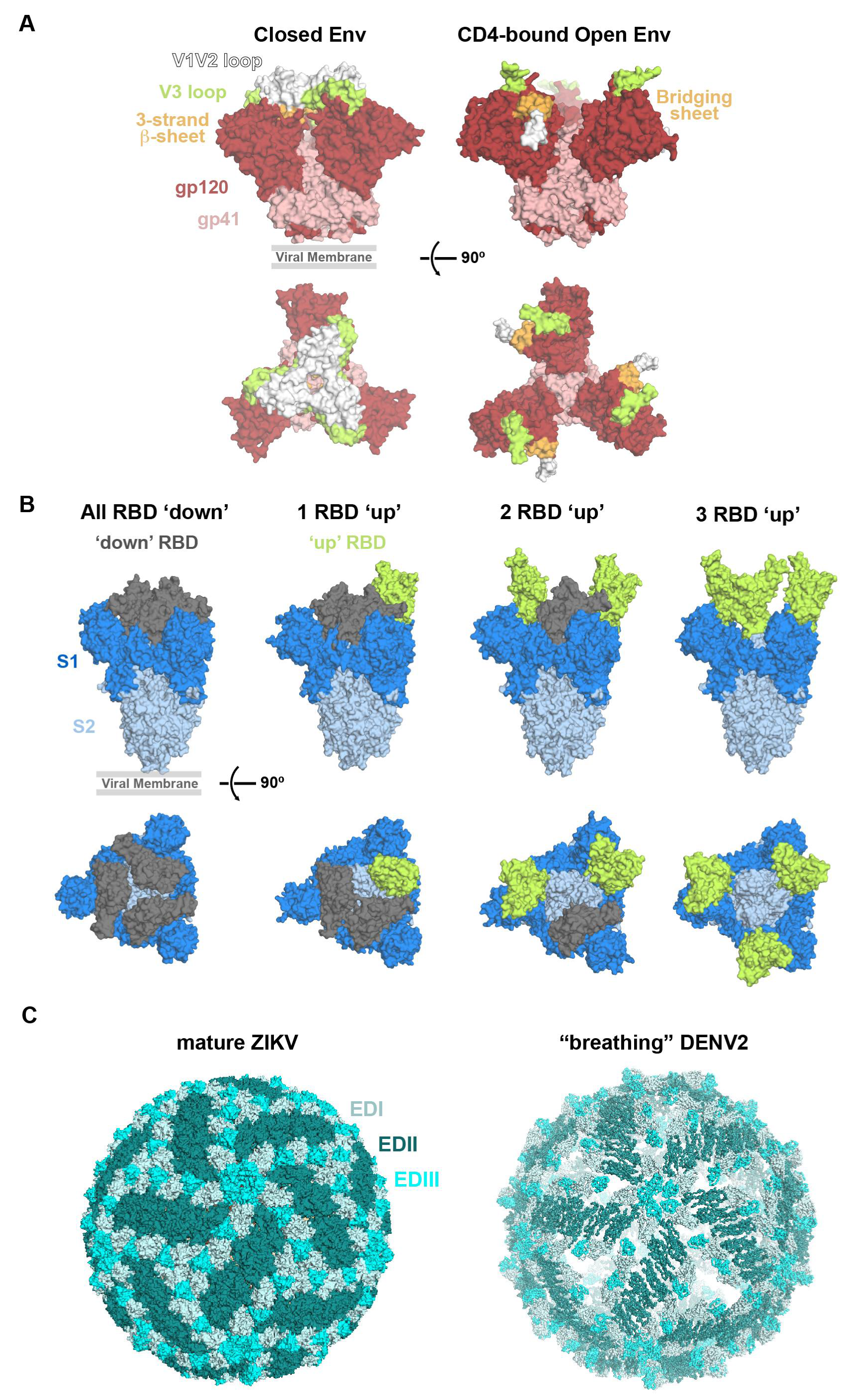 How Antibodies Recognize Pathogenic Viruses: Structural