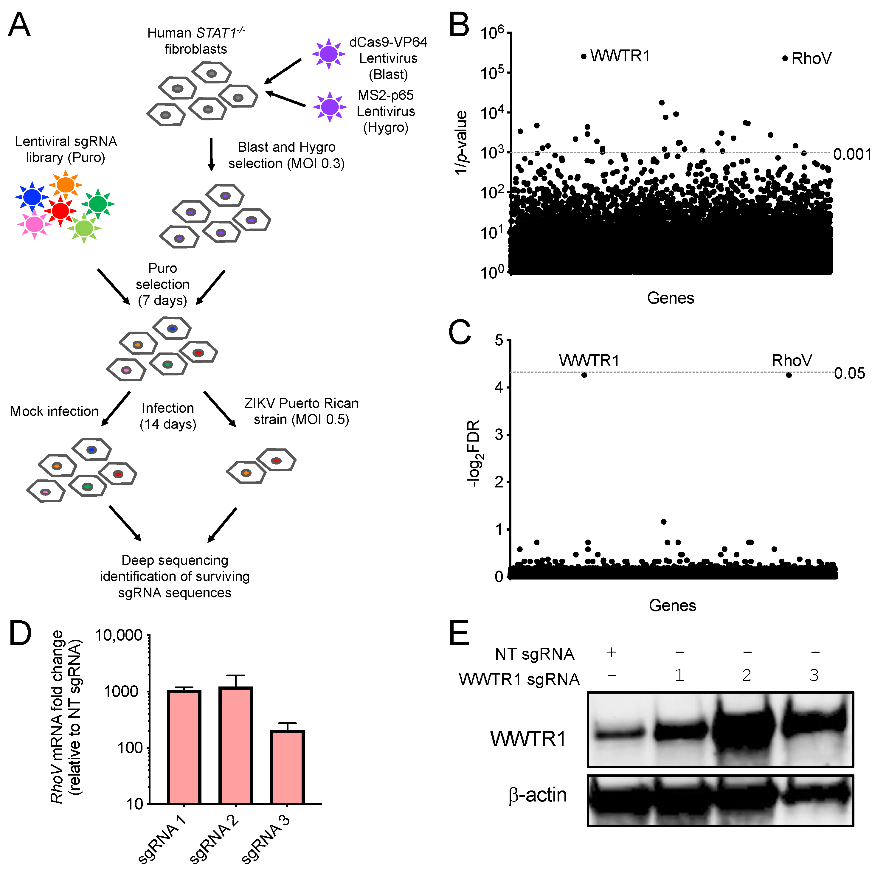 Viruses 13 02113 g001 Viruses 13 02113 g001
