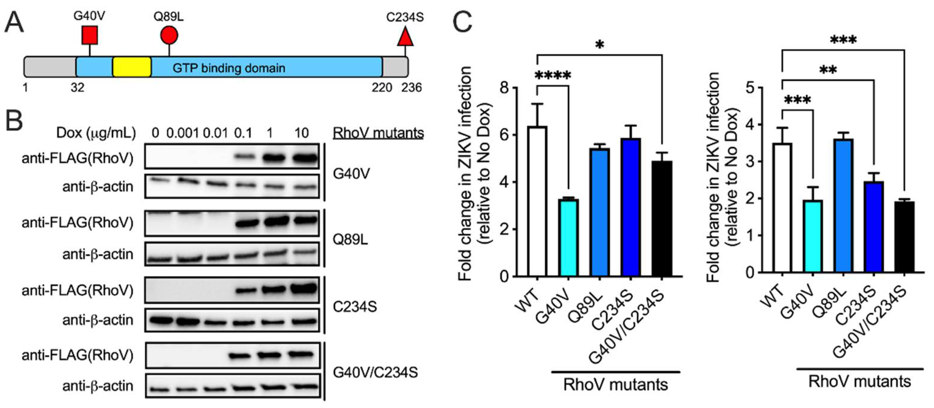 Viruses 13 02113 g005 Viruses 13 02113 g005