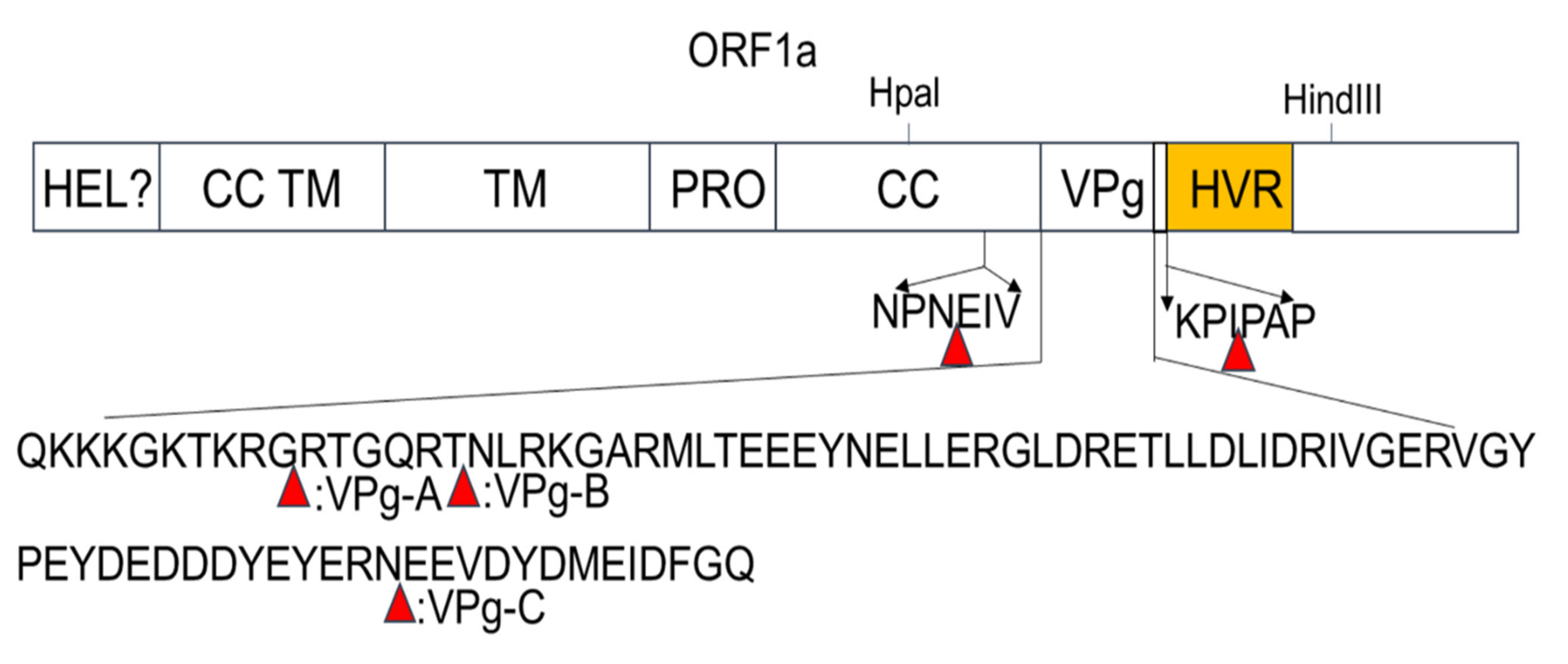 Viruses 13 02119 g002