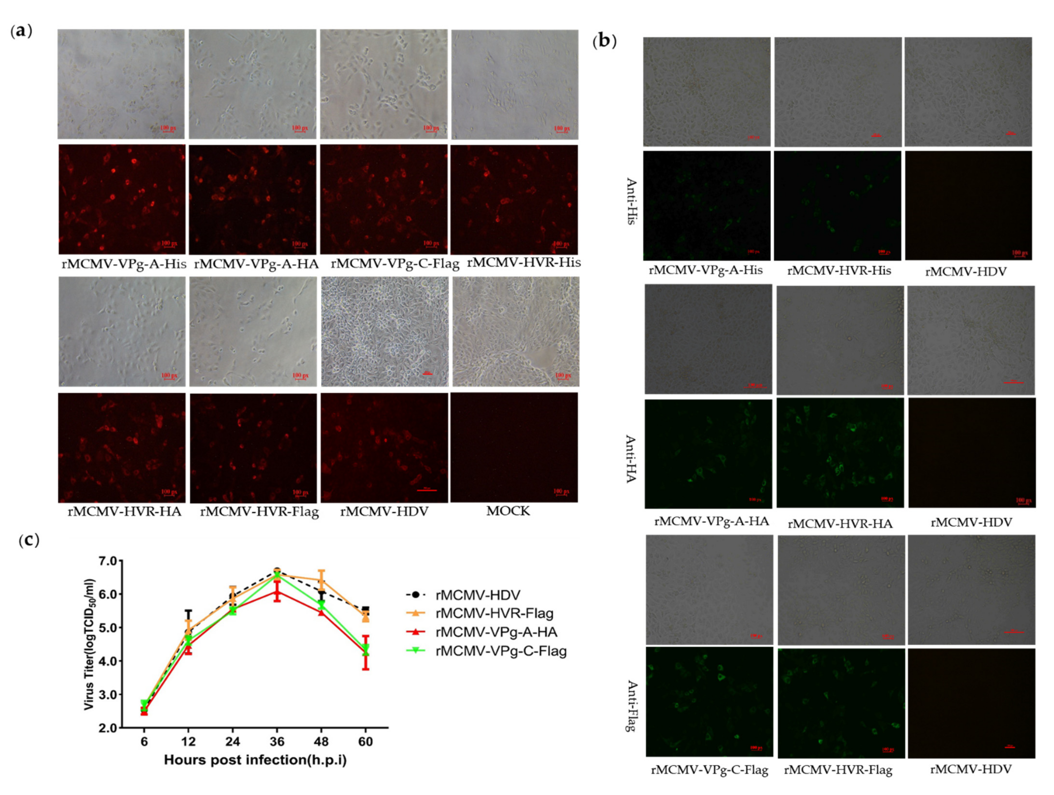 Viruses 13 02119 g003