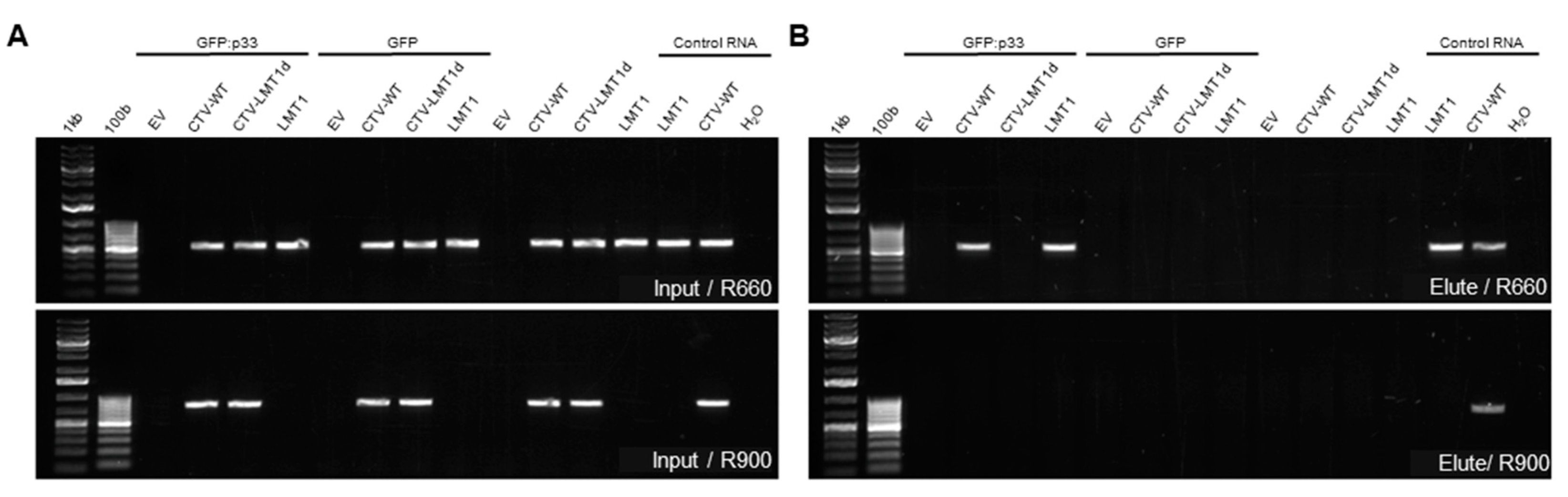 Viruses 13 02129 g003