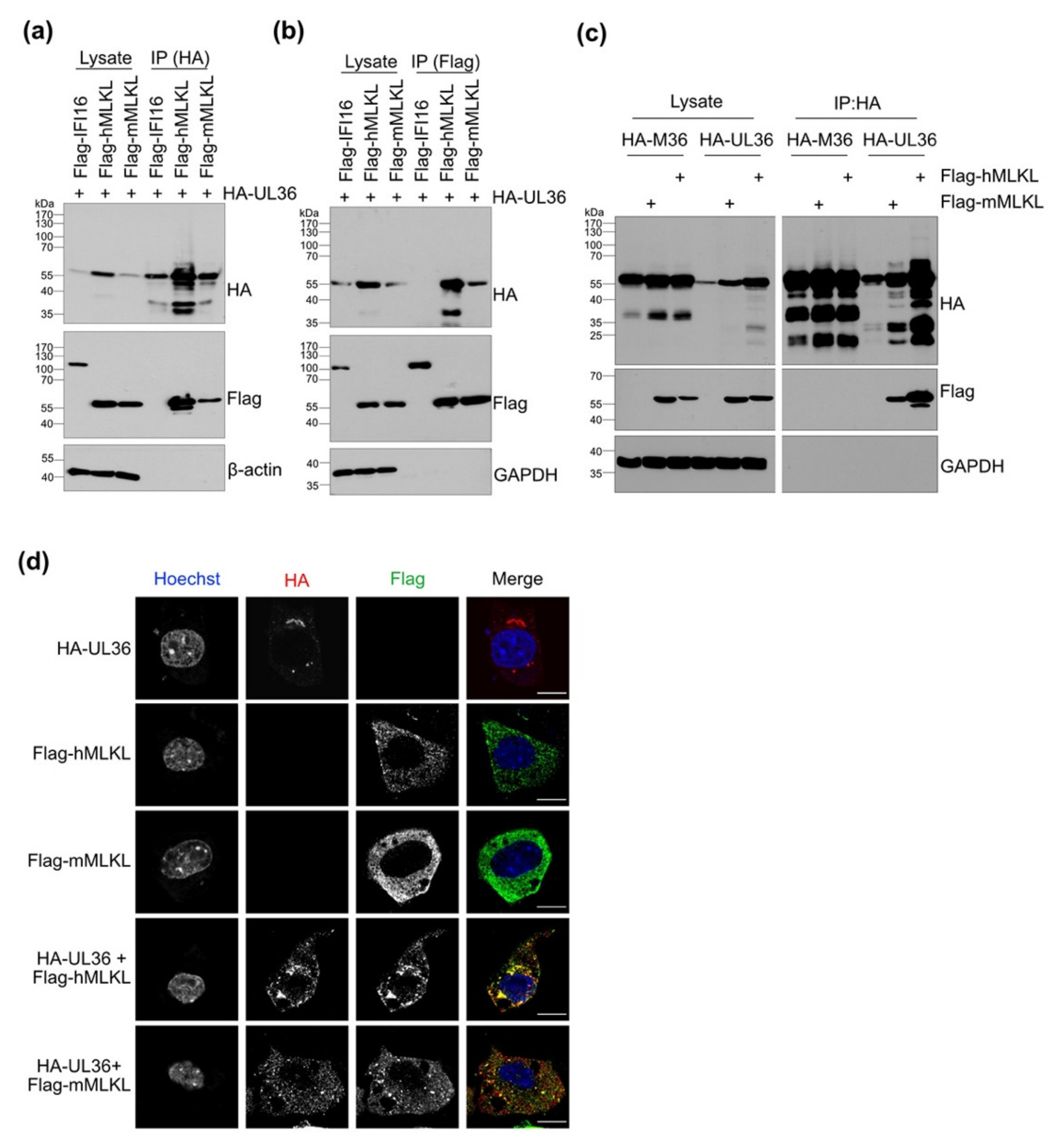 Viruses 13 02134 g002 Viruses 13 02134 g002