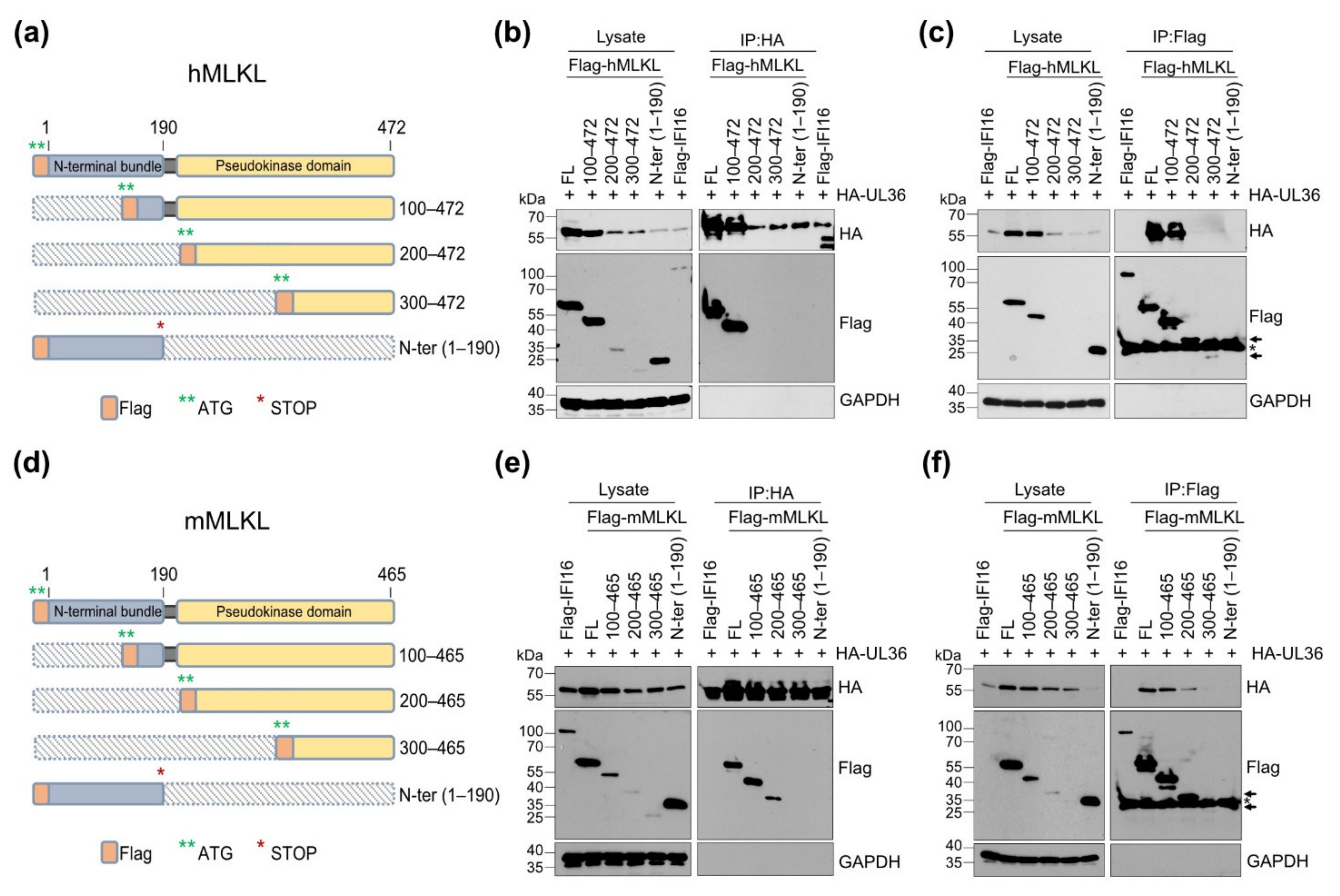 Viruses 13 02134 g003 Viruses 13 02134 g003