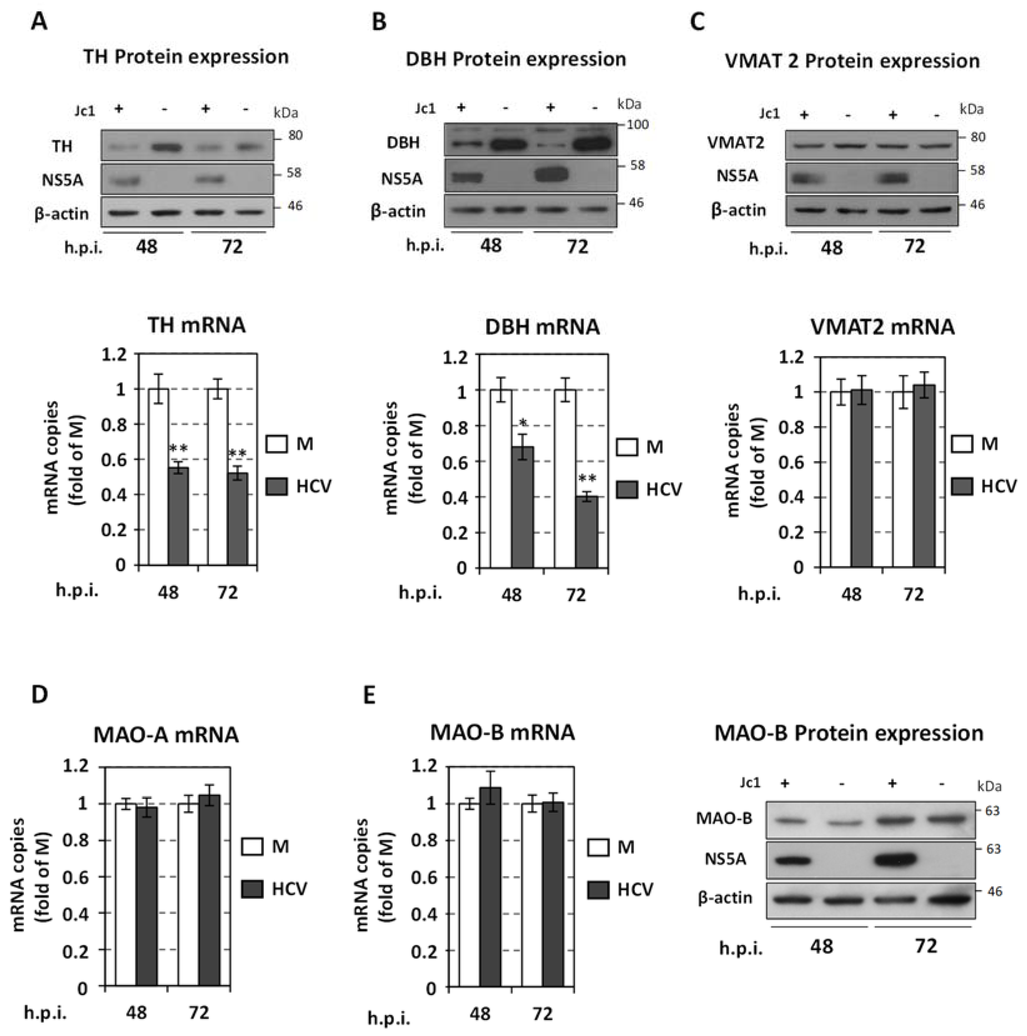 Viruses 13 02139 g009 Viruses 13 02139 g009