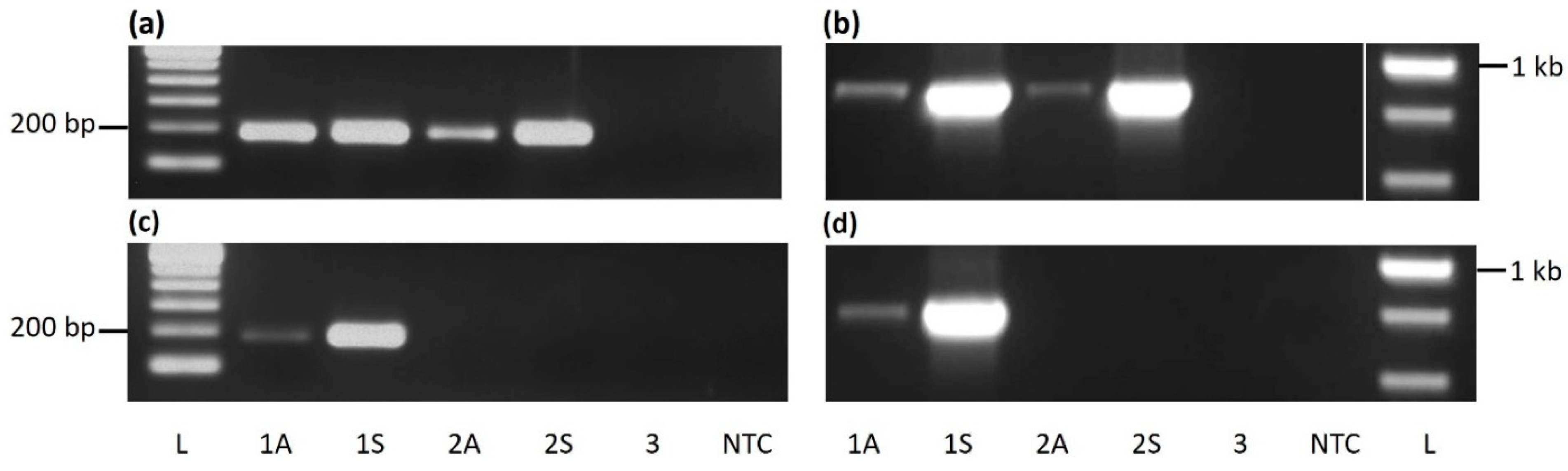 Viruses 13 02152 g001 550
