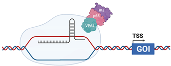 Viruses 13 02157 i004