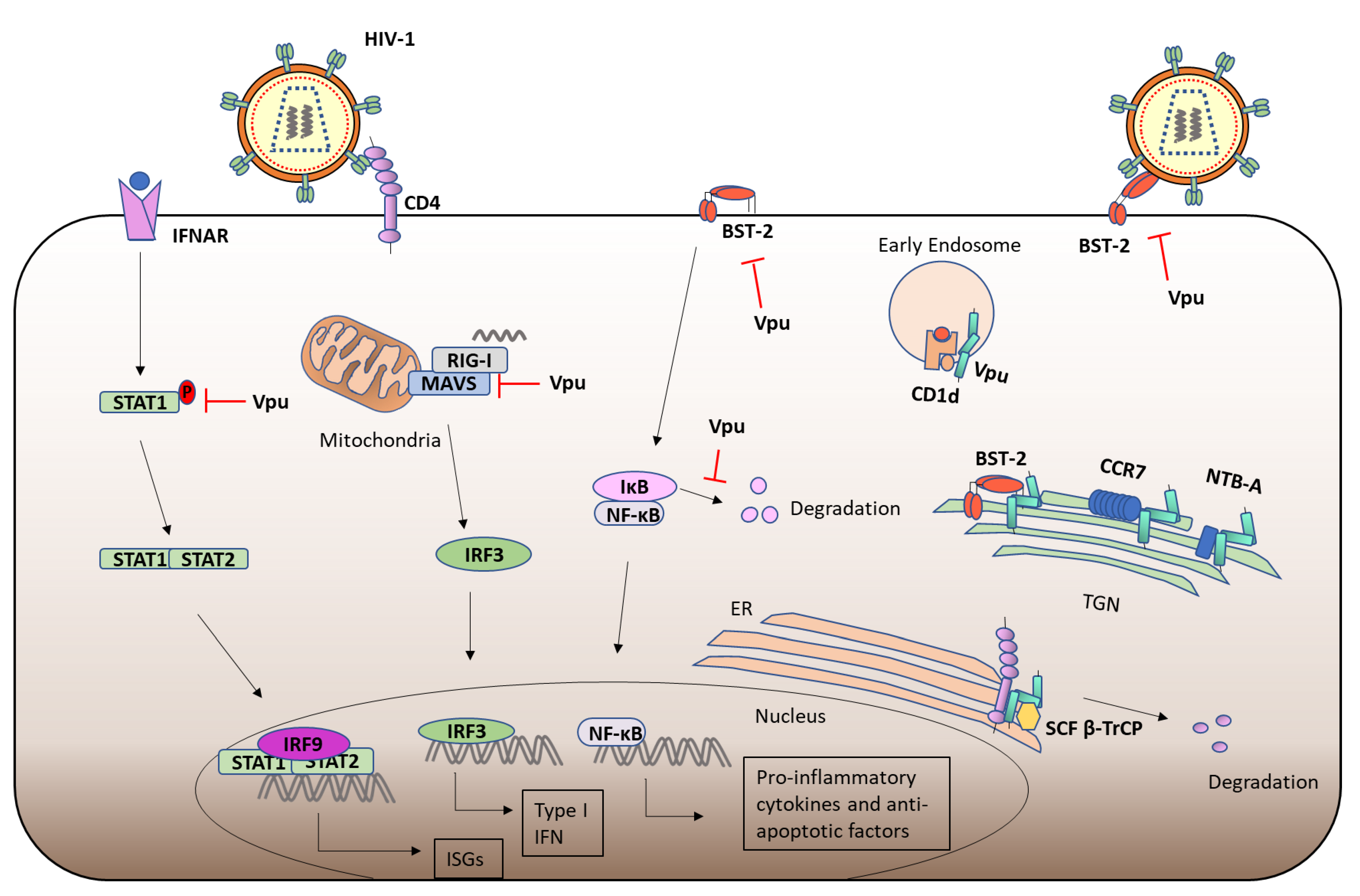 Unravelling the Immunomodulatory Effects of Viral Ion