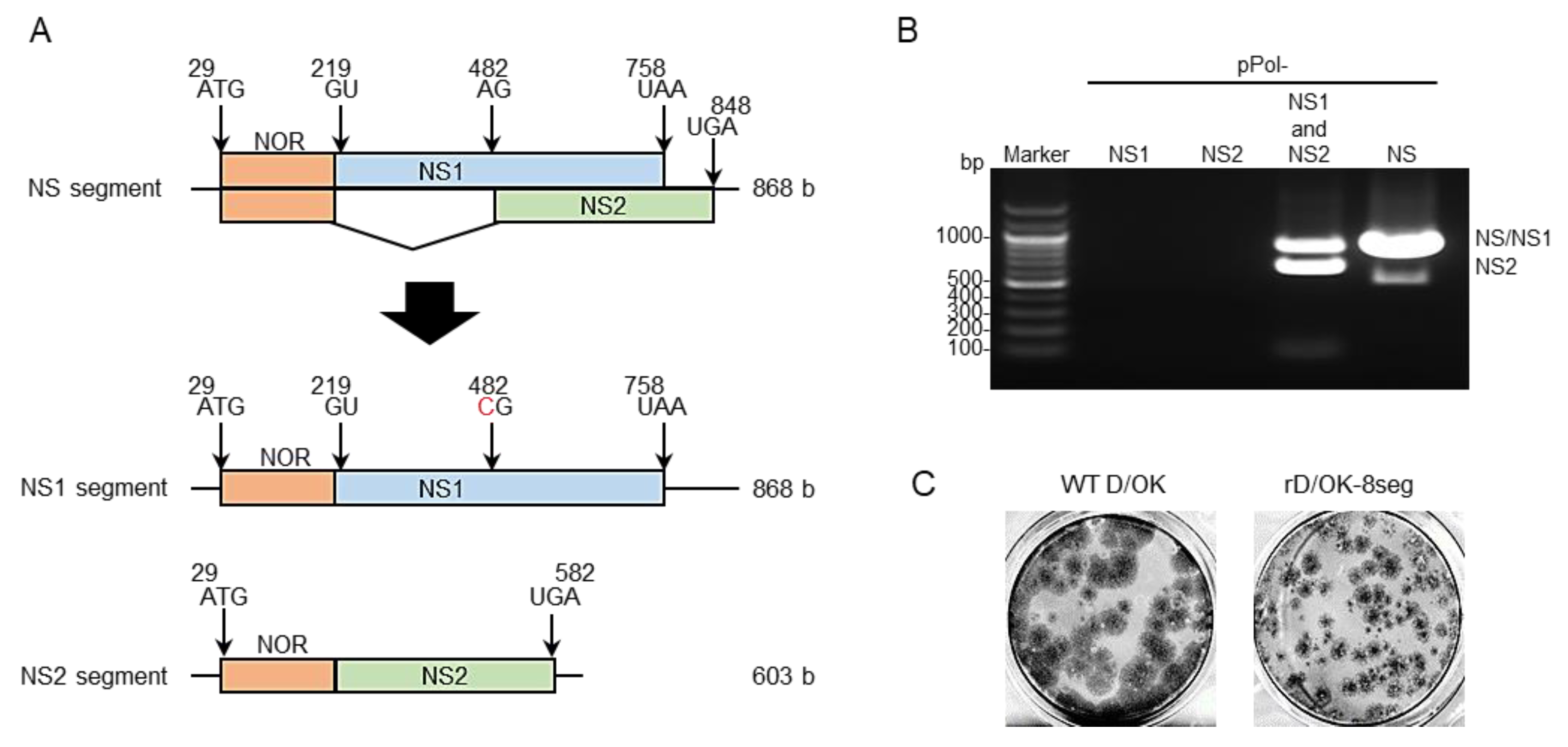 Viruses 13 02166 g001 Viruses 13 02166 g001